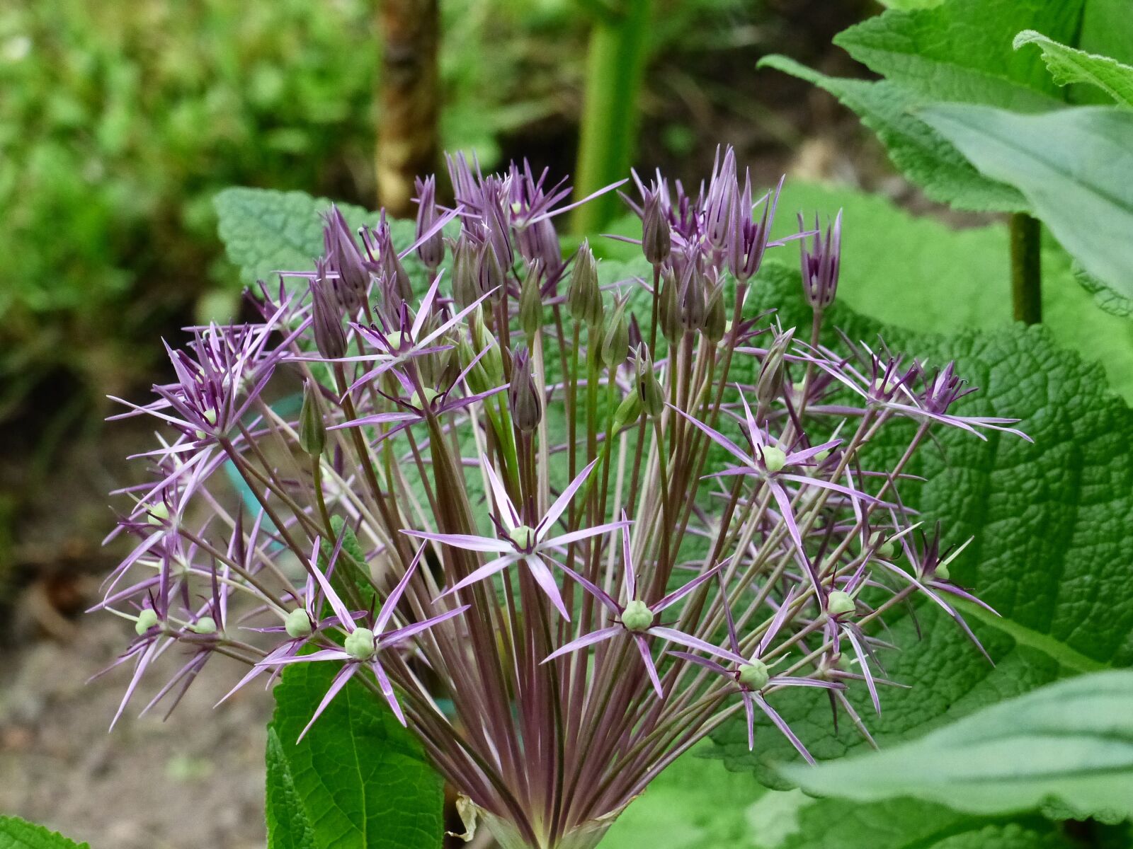 Panasonic Lumix DMC-FZ200 sample photo. Allium, flower, plant photography