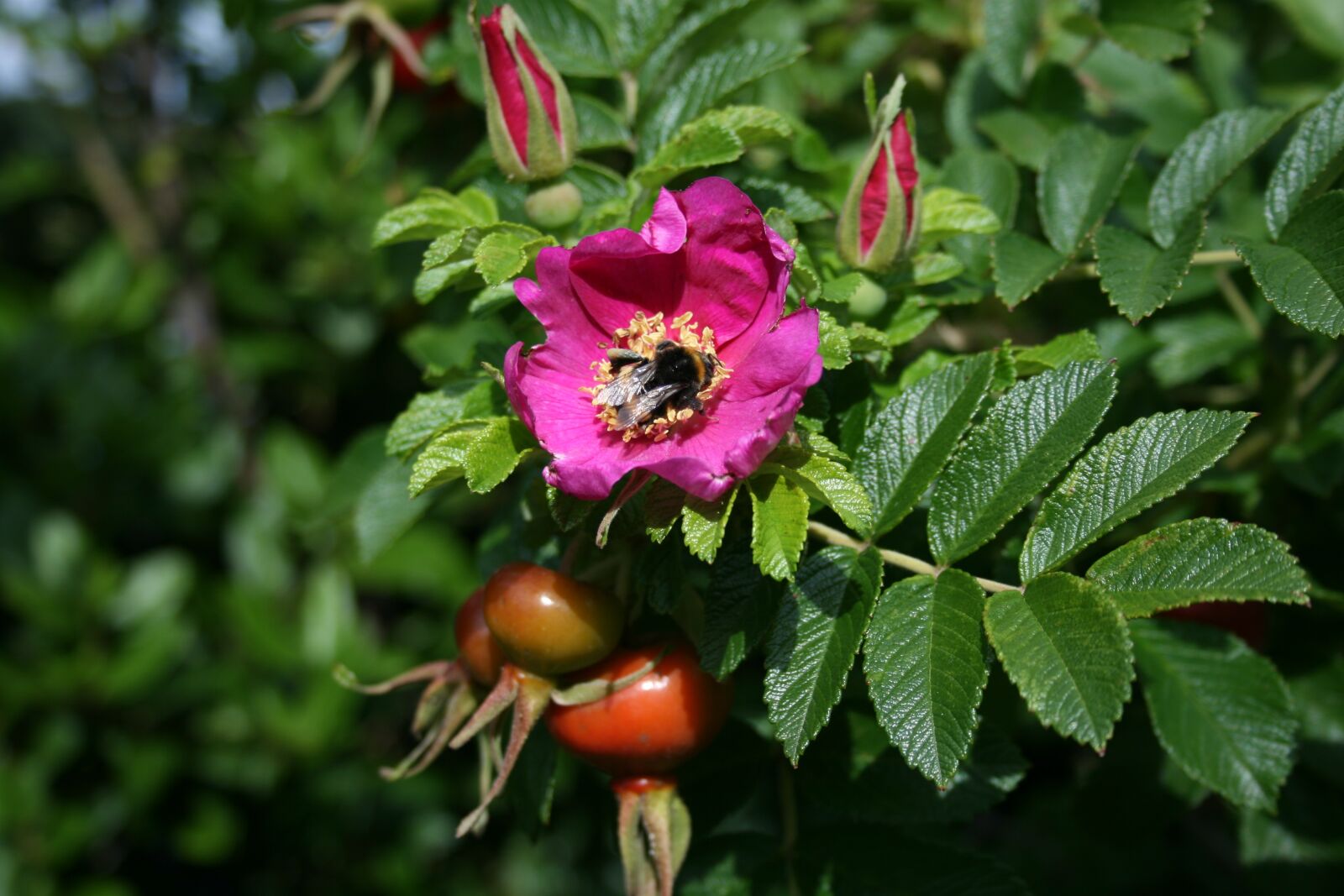 Canon EOS 400D (EOS Digital Rebel XTi / EOS Kiss Digital X) sample photo. Flower, bee, insect photography