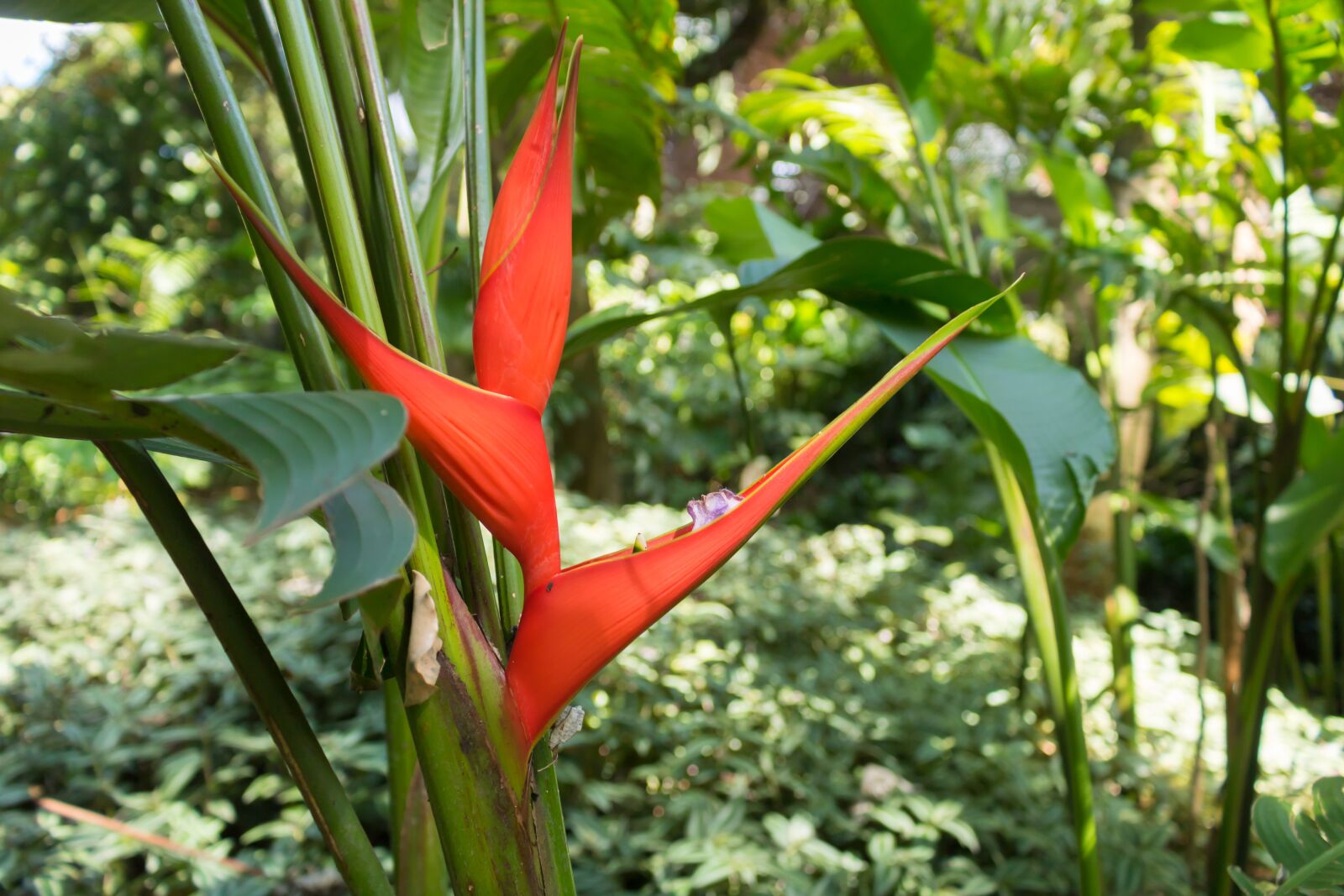 Canon EOS 750D (EOS Rebel T6i / EOS Kiss X8i) sample photo. Heliconia, flower, red photography