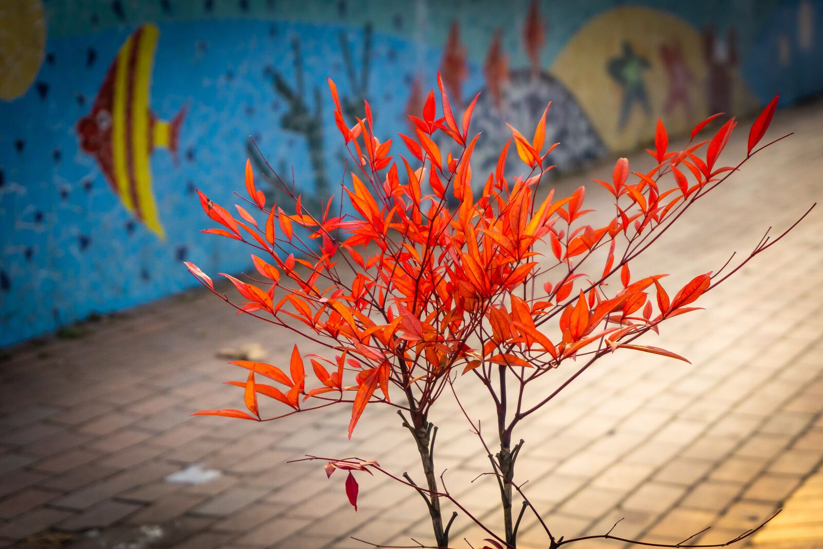 Sony a6000 sample photo. Mini maple, red maple photography