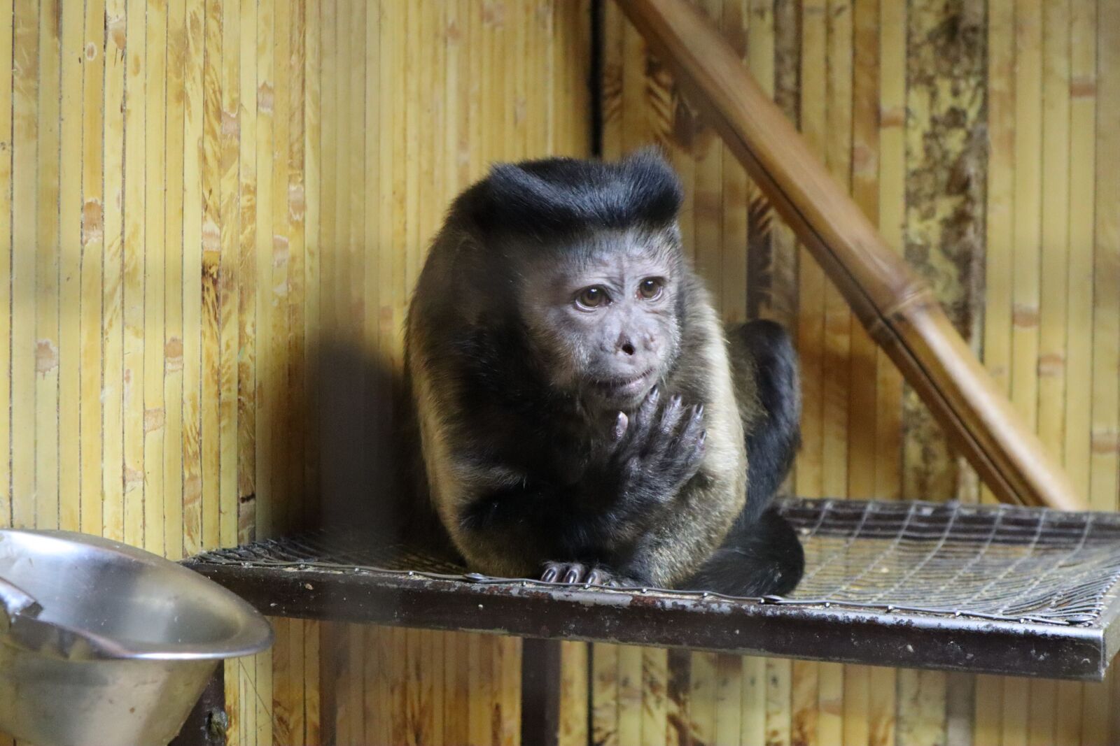Canon EOS M50 (EOS Kiss M) sample photo. Brown capuchin, monkey, capuchin photography
