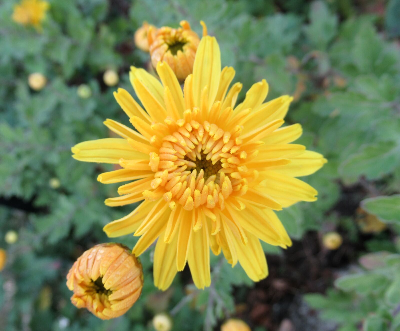 Canon PowerShot SX620 HS sample photo. Autumn, garden, yellow photography