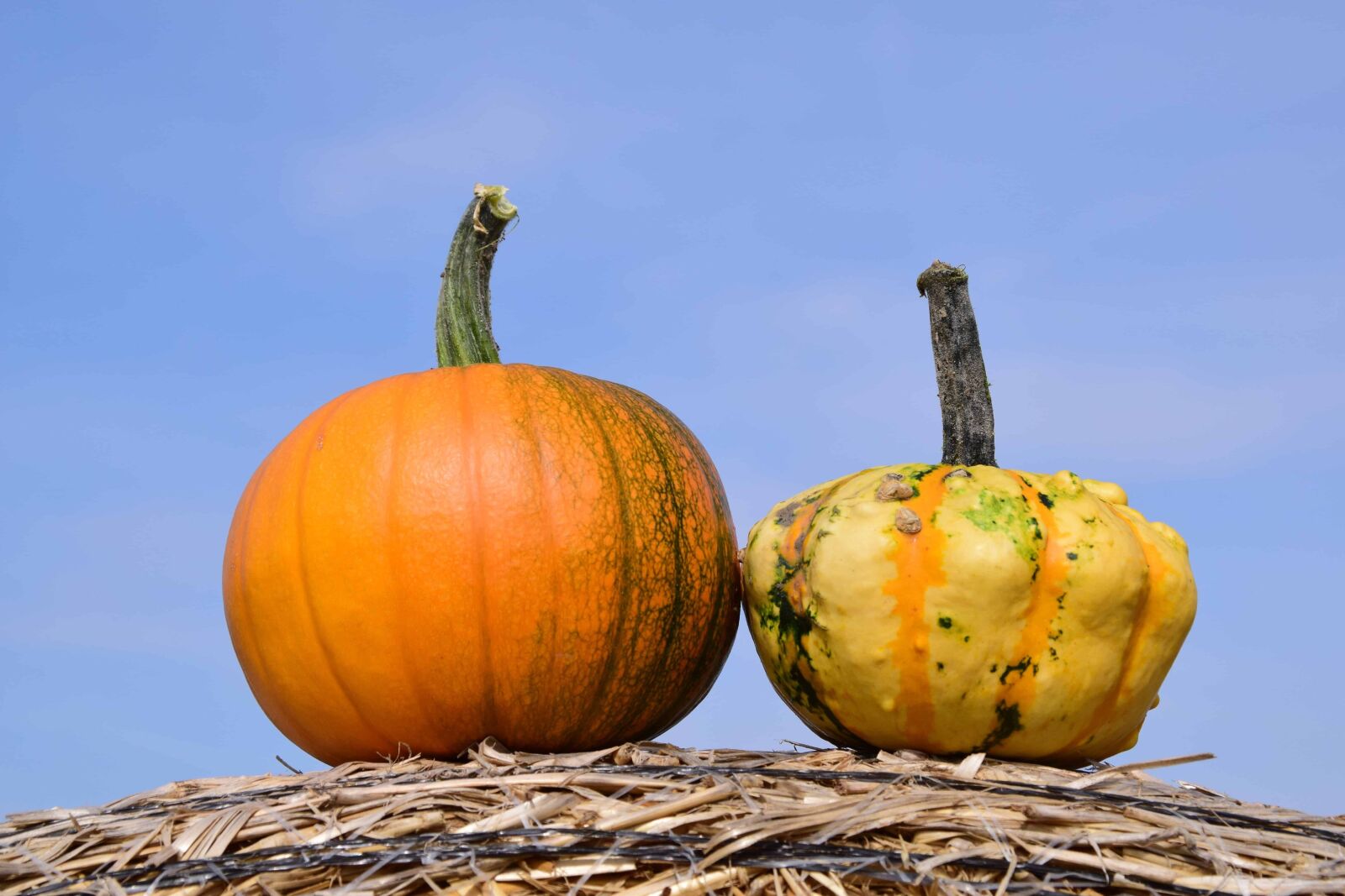 Nikon D3300 sample photo. Food, sky, pumpkin, straw photography