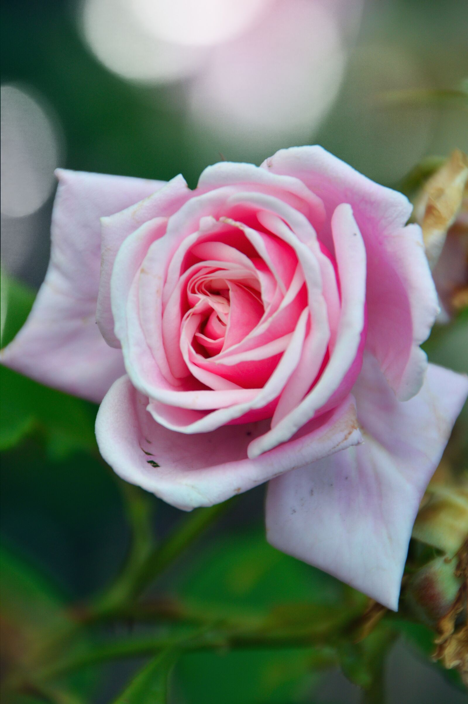 Nikon D3200 sample photo. Flower, rose, petal photography