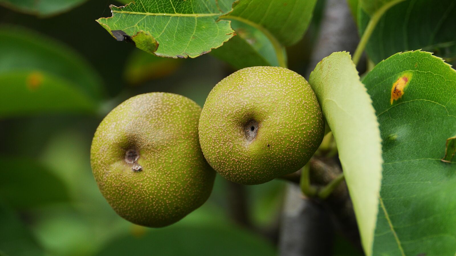 Panasonic Lumix DMC-GH3 sample photo. Stone ship, fruit, leaf photography