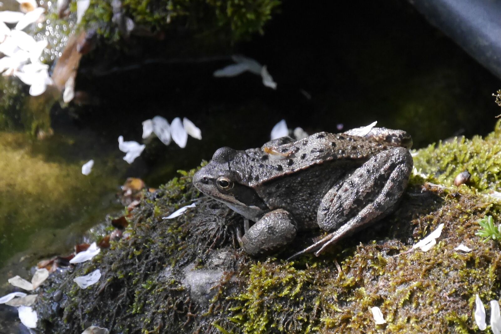 Panasonic Lumix DMC-G6 sample photo. Frog, reptile, amphibian photography