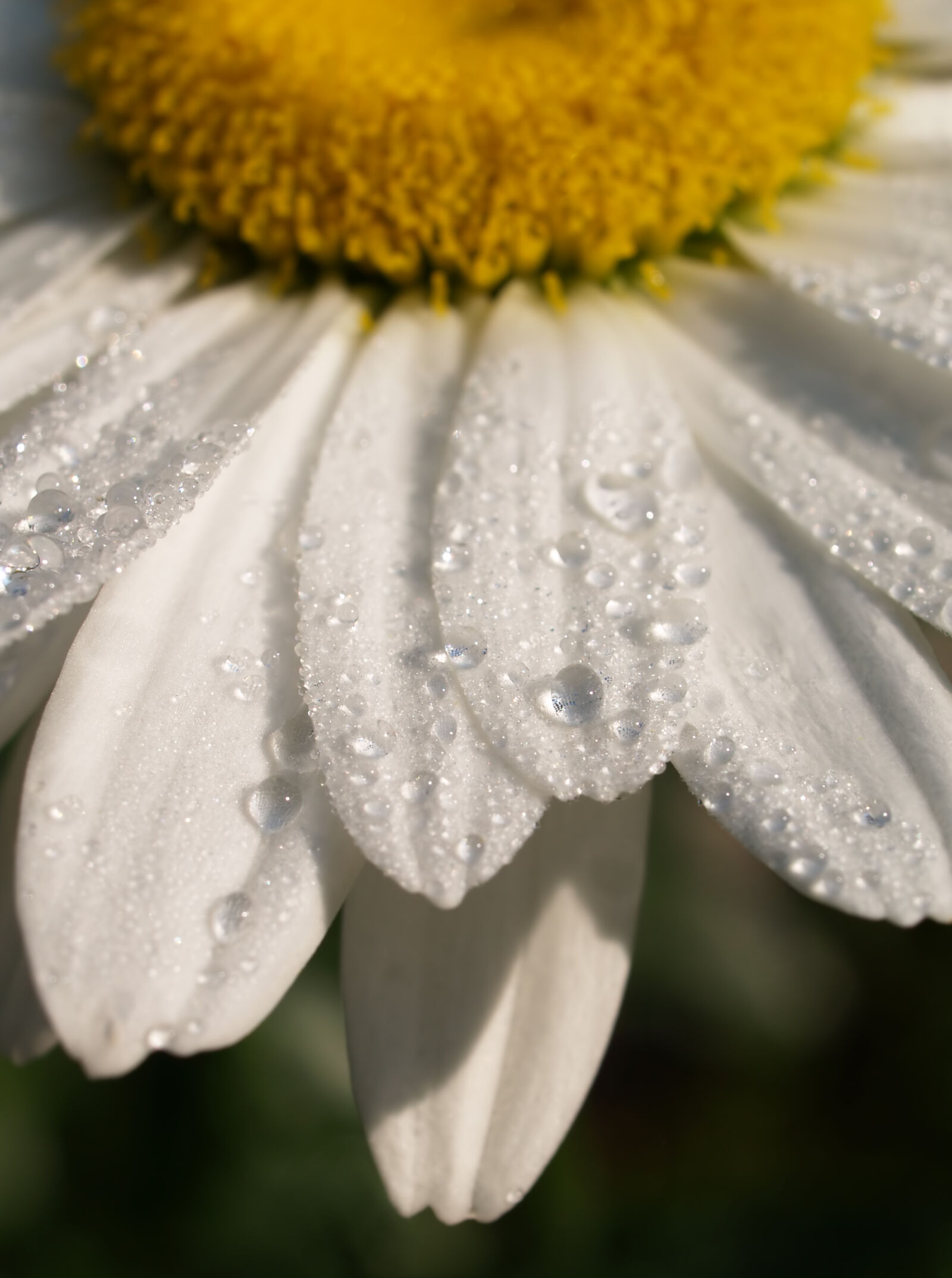 Olympus E-500 (EVOLT E-500) sample photo. Close, up, closeup, daisy photography