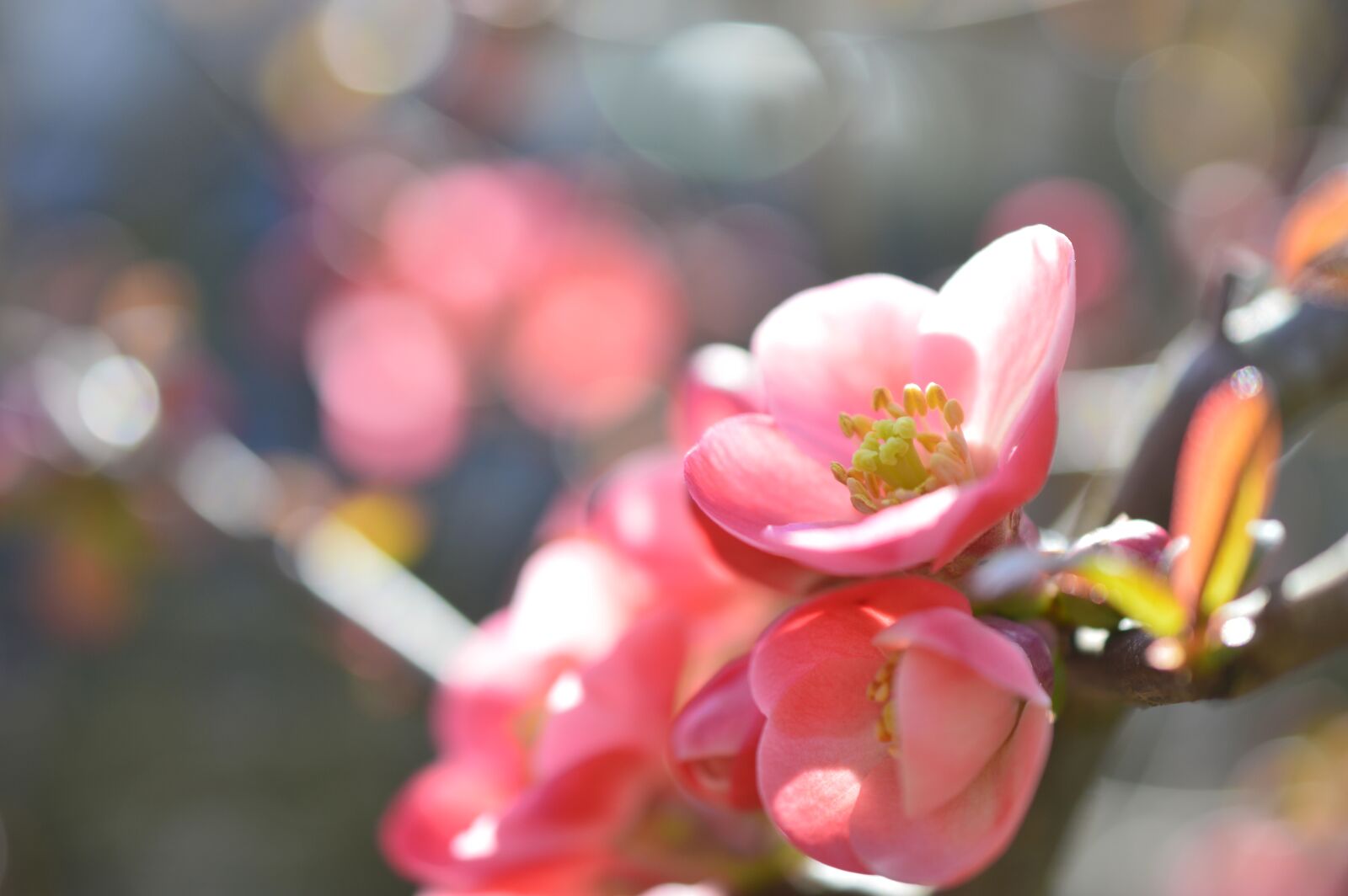 Nikon D3200 sample photo. Japanese ornamental quince, ornamental photography