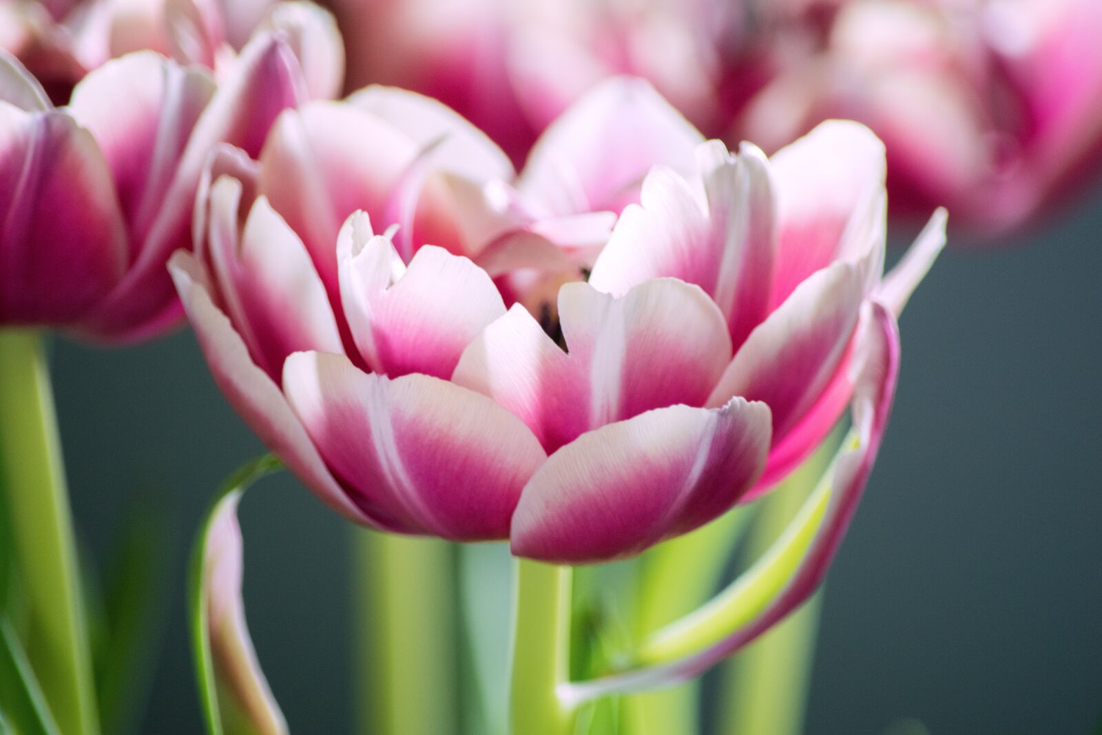 Nikon D5300 sample photo. Spring, flowers, pink photography