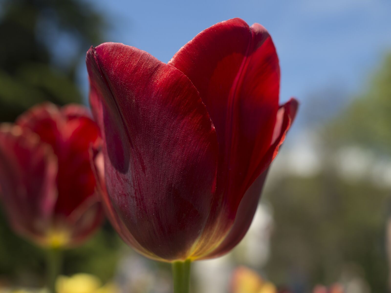 Olympus OM-D E-M10 II + Olympus M.Zuiko Digital 25mm F1.8 sample photo. Tulip, spring, garden photography