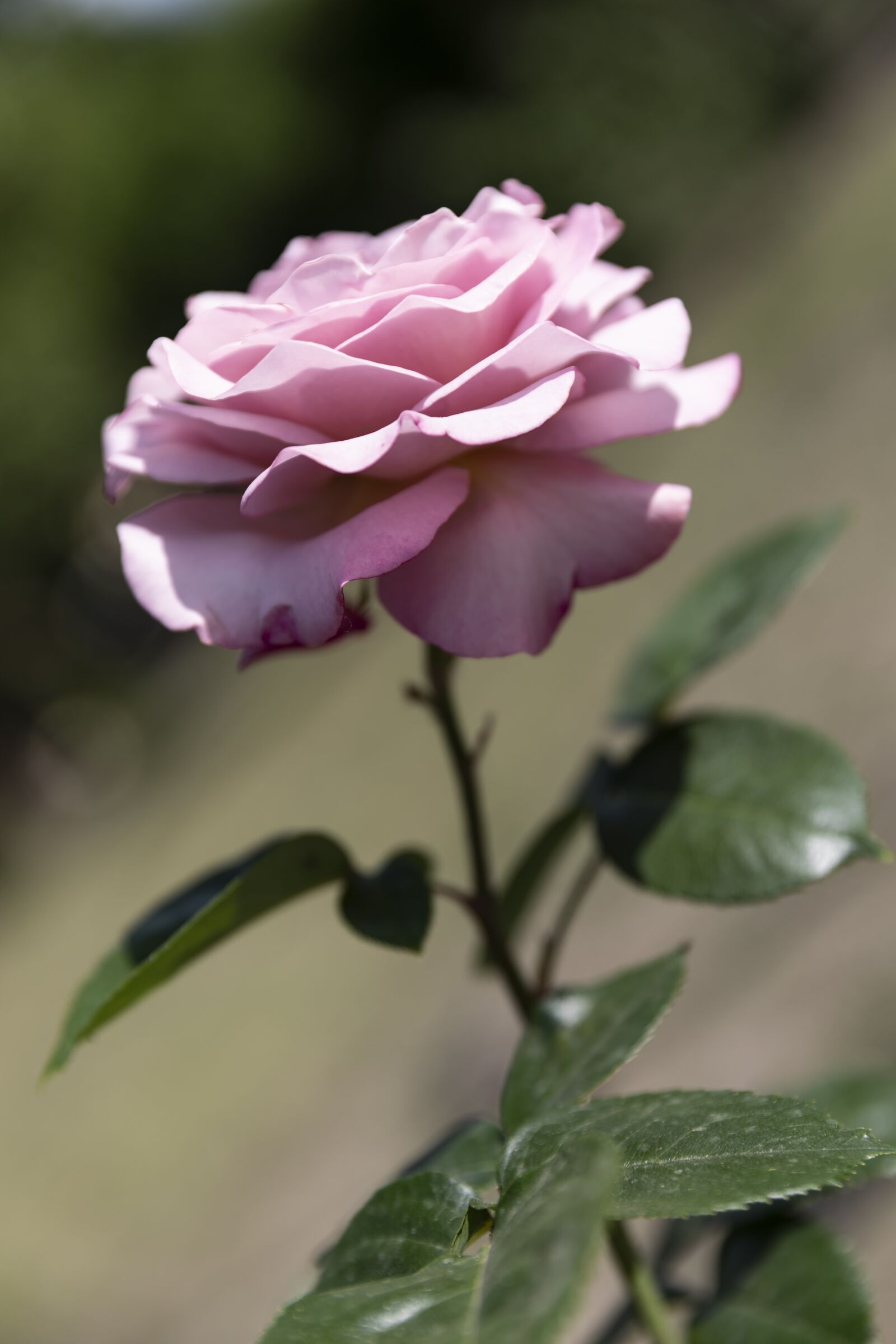 Canon EOS 5D Mark IV sample photo. Rose, flower, bloom photography