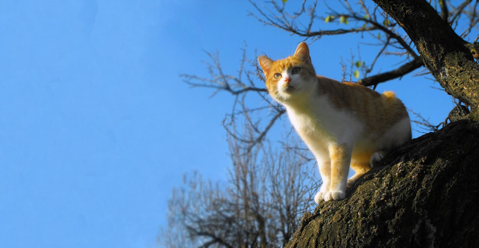 Fujifilm FinePix S1000fd sample photo. Cat, tomcat, tree photography