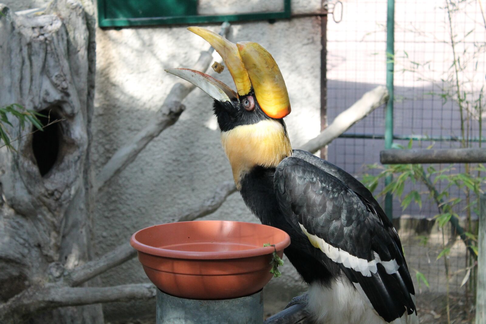 Canon EOS 1100D (EOS Rebel T3 / EOS Kiss X50) sample photo. Toucan, bird, beak photography