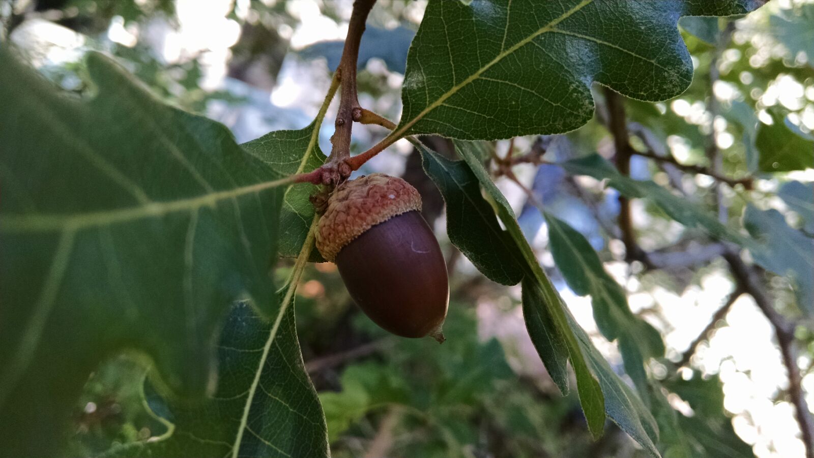 Motorola XT1080 sample photo