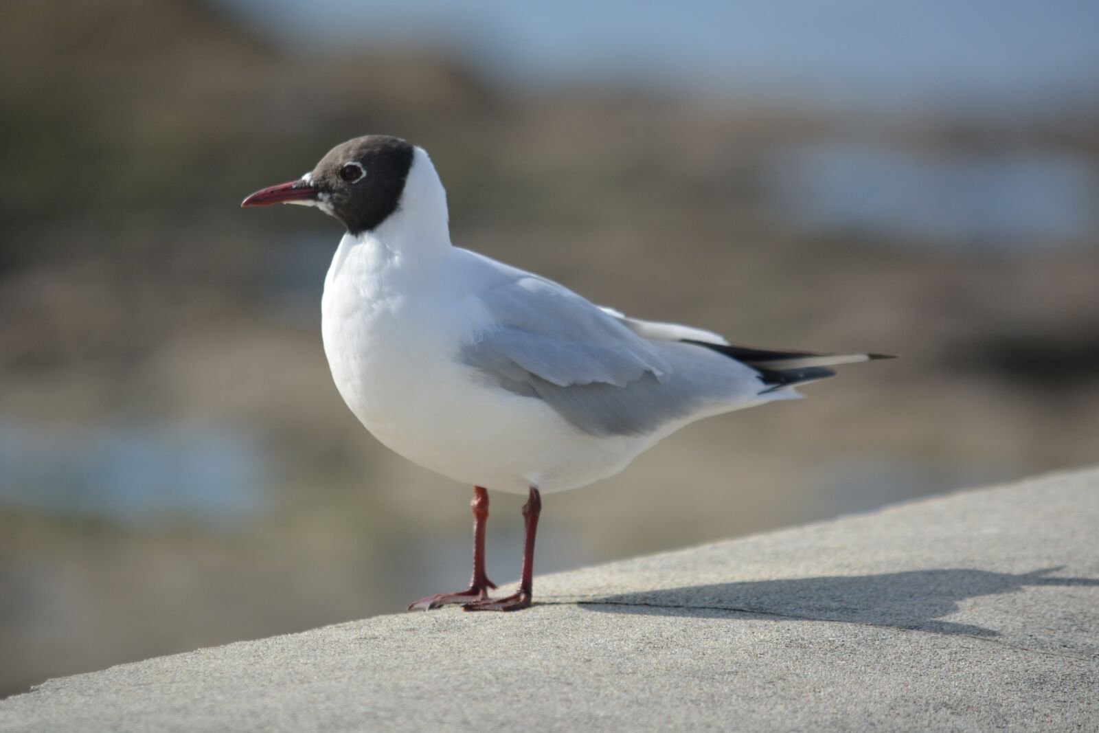 Nikon D5200 sample photo. Seagull, tern, animals photography