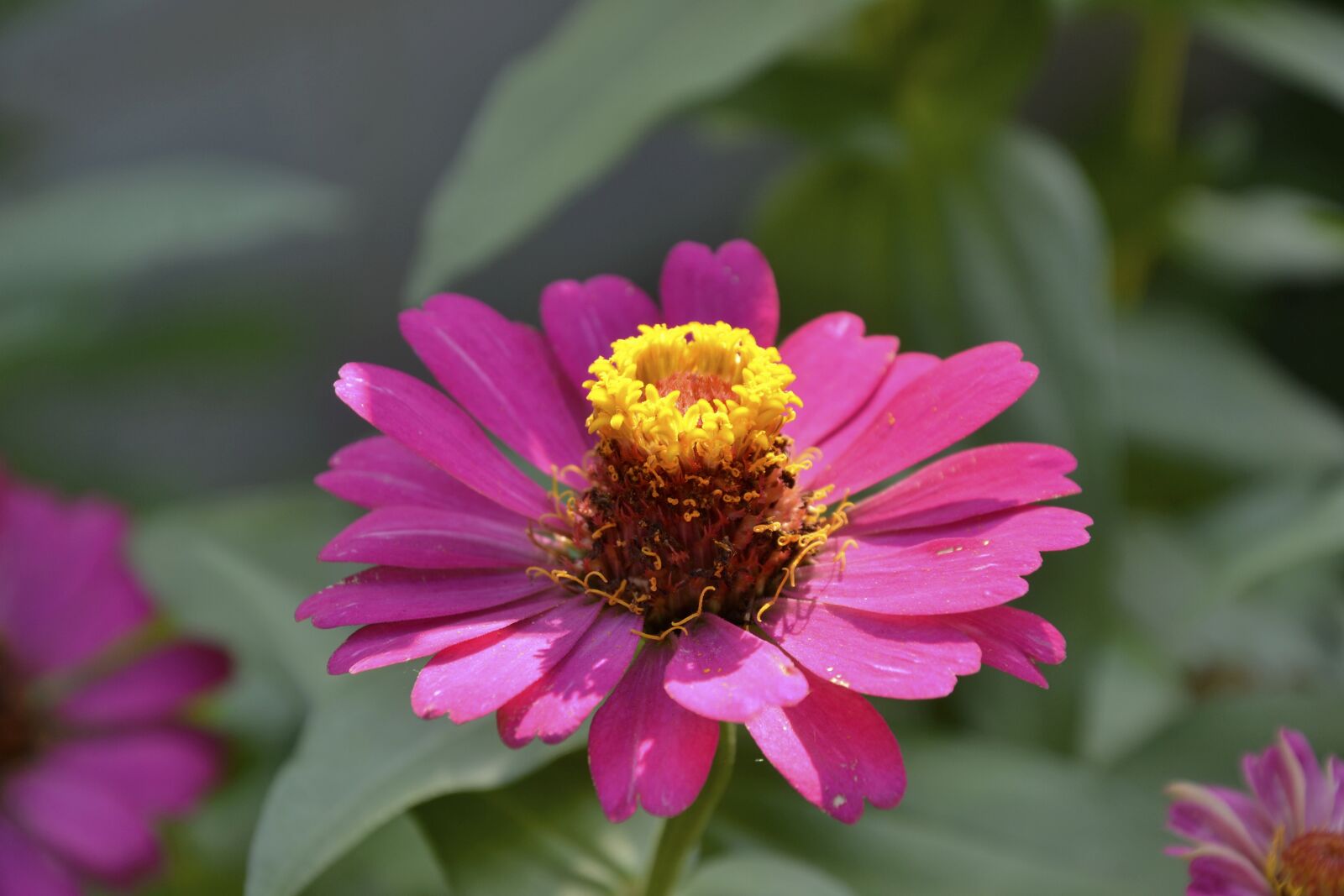 Nikon D3100 sample photo. Petals, color, natural photography