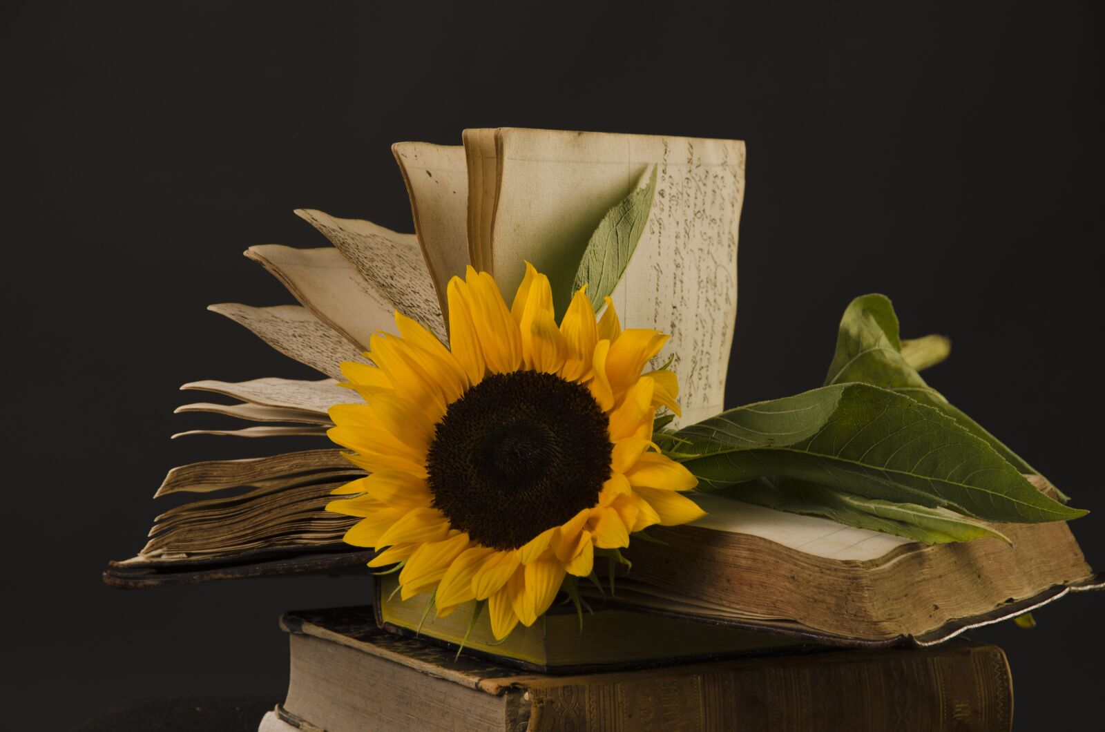 Nikon D7000 sample photo. Flower, sunflower, yellow photography