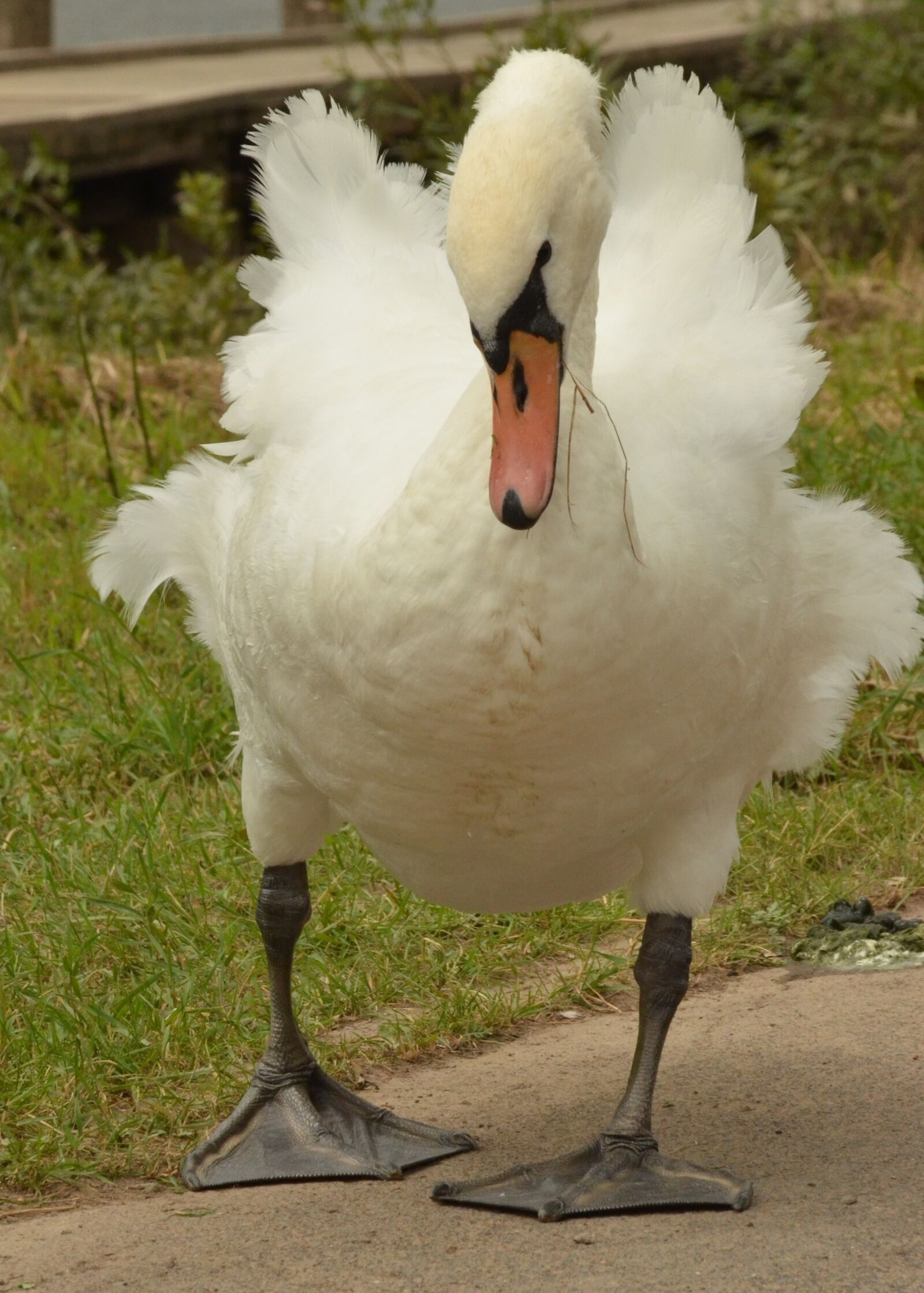 Nikon D7000 sample photo. Swan, bird, waterfowl photography