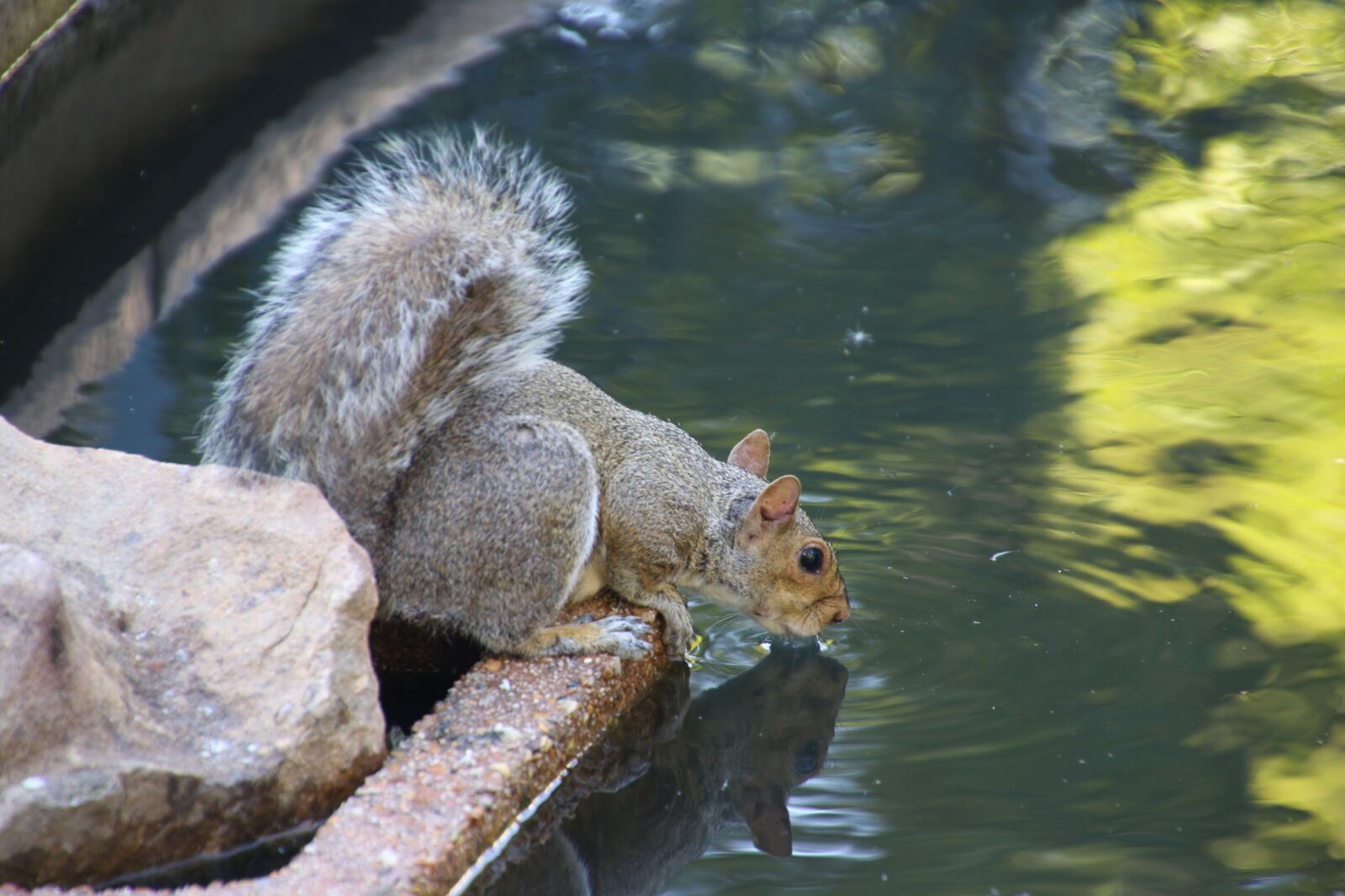 Canon EOS 7D Mark II sample photo. Animal, drinking, squirrel, tail photography