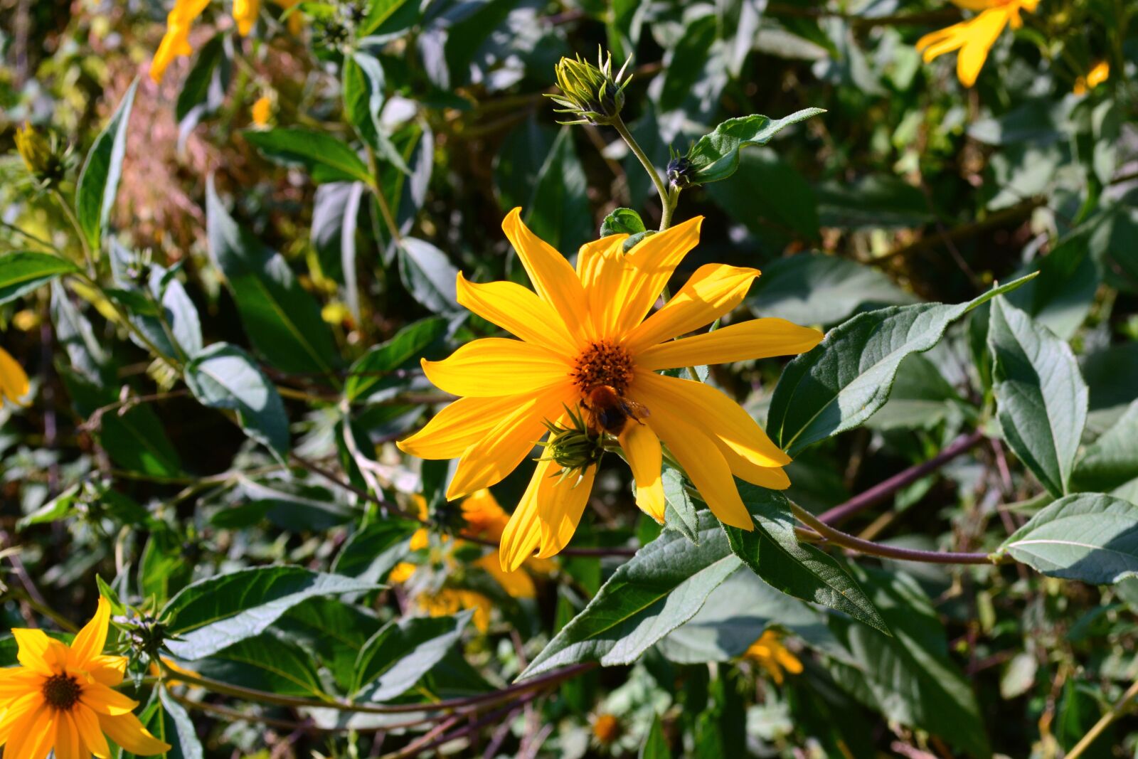 Nikon D3100 sample photo. Flowers, nature, summer photography