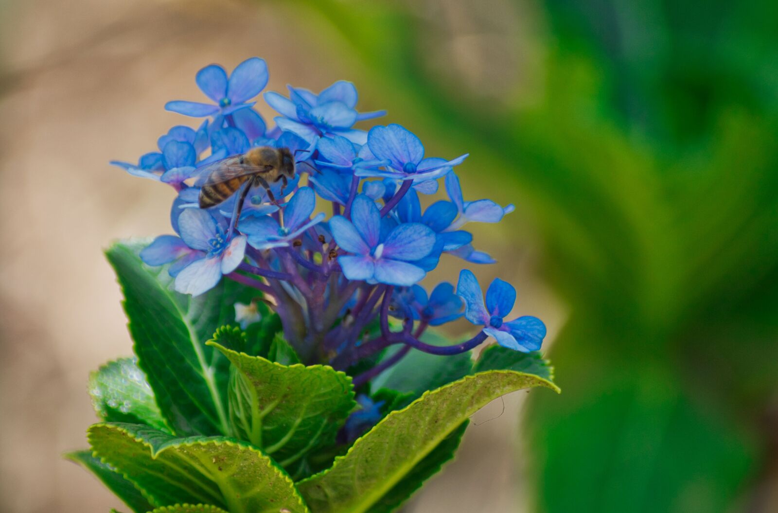Nikon D3200 sample photo. Costa rica, flowers, hydrangeas photography