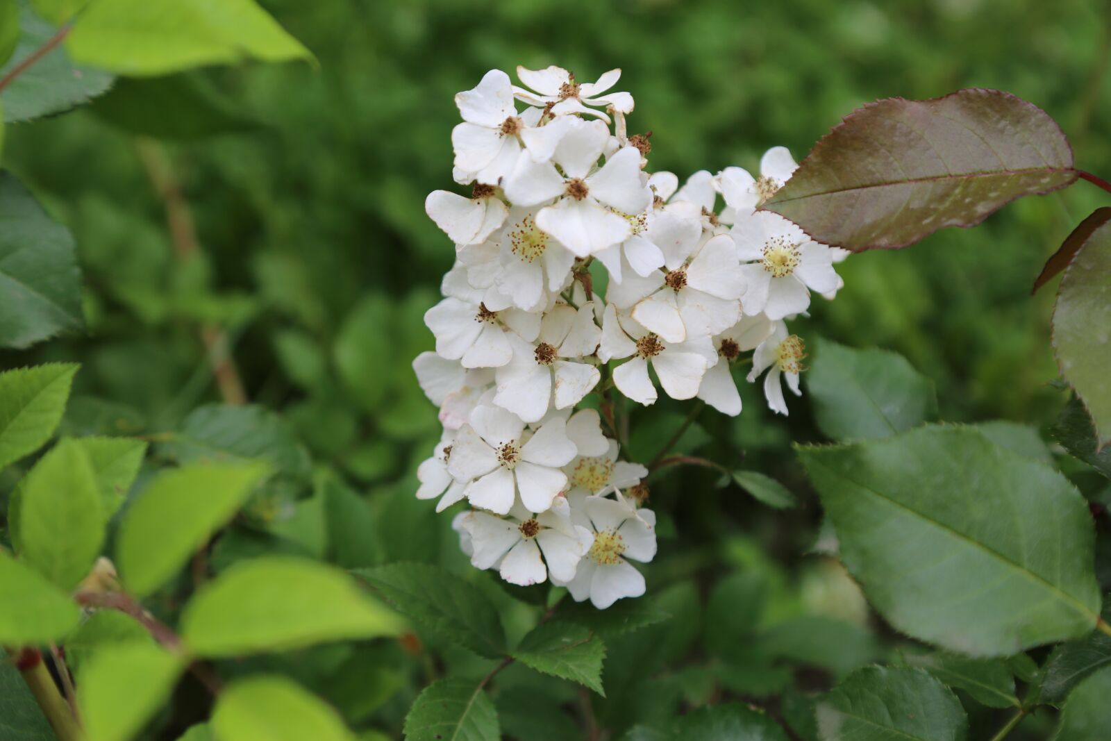 Canon EOS 5D Mark III sample photo. Flower, white flowers, spring photography