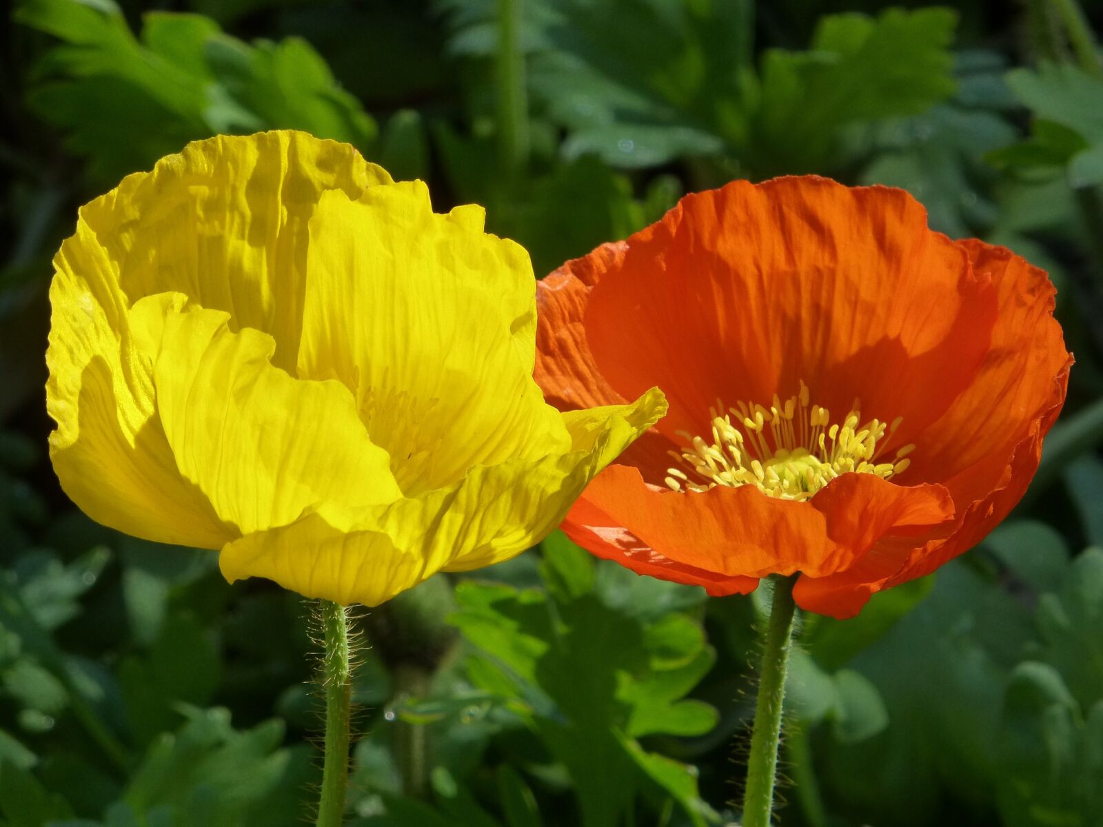 Panasonic DMC-TZ31 sample photo. Poppy, yellow, orange photography