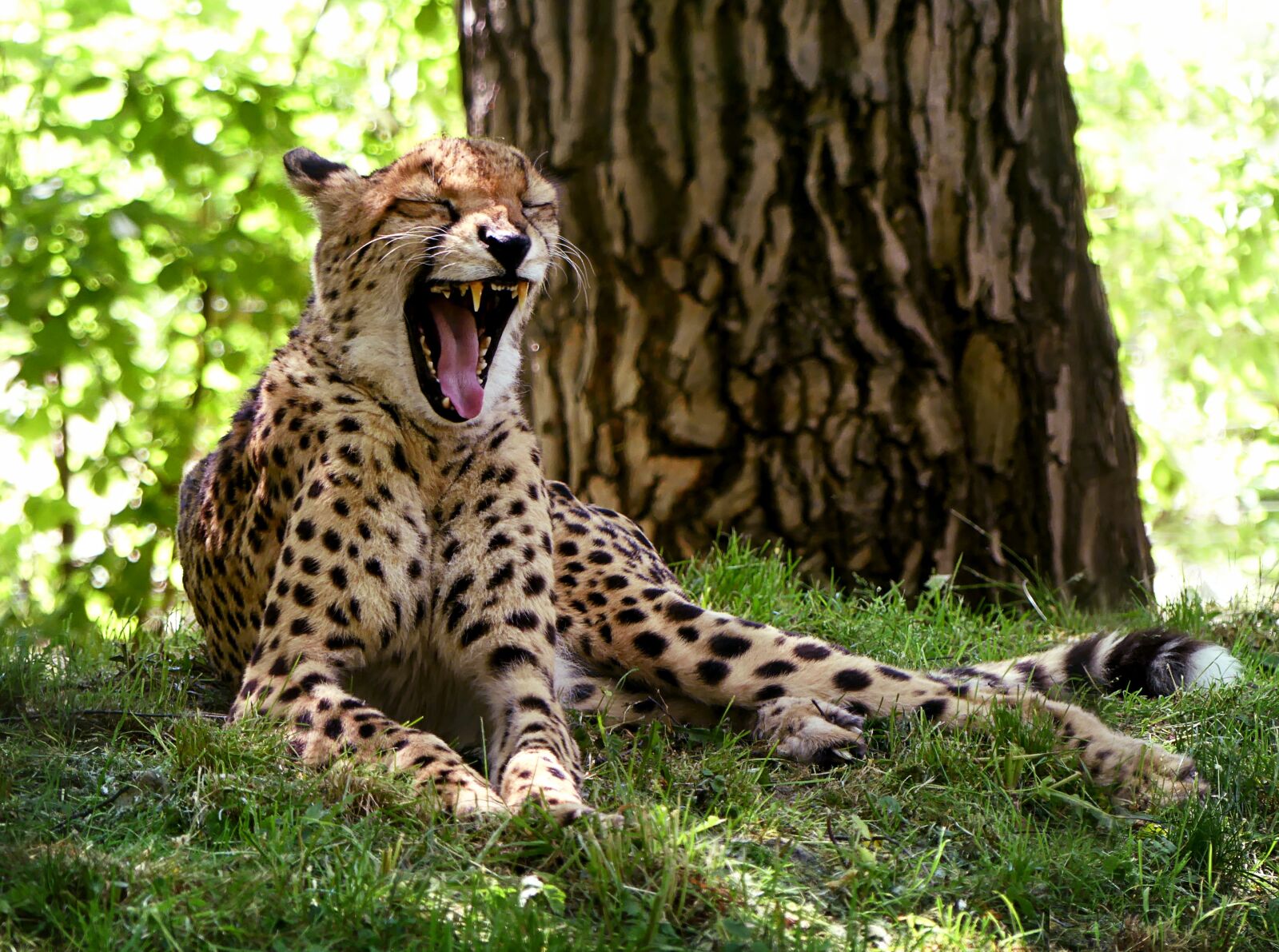 Panasonic Lumix DMC-FZ300 sample photo. Cheetah, big cat, yawn photography