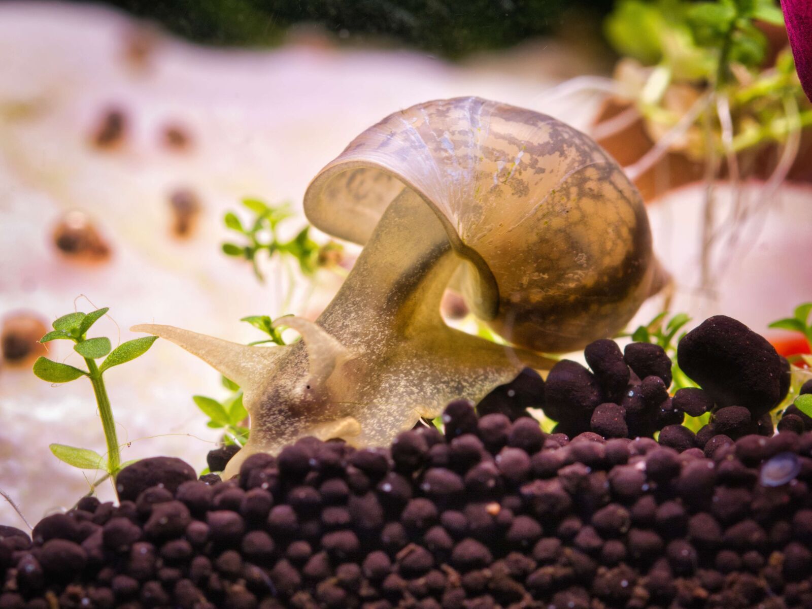 Nikon D7100 sample photo. Snail, freshwater, pointed mud photography