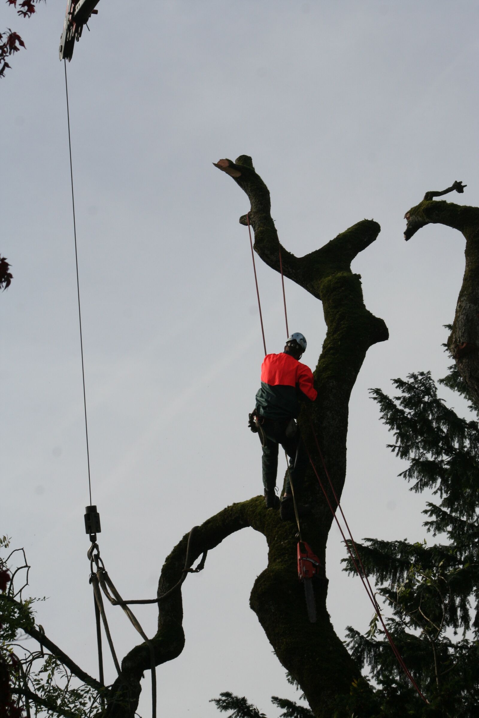Canon EOS 350D (EOS Digital Rebel XT / EOS Kiss Digital N) sample photo. Tree climbers, arborist, cases photography