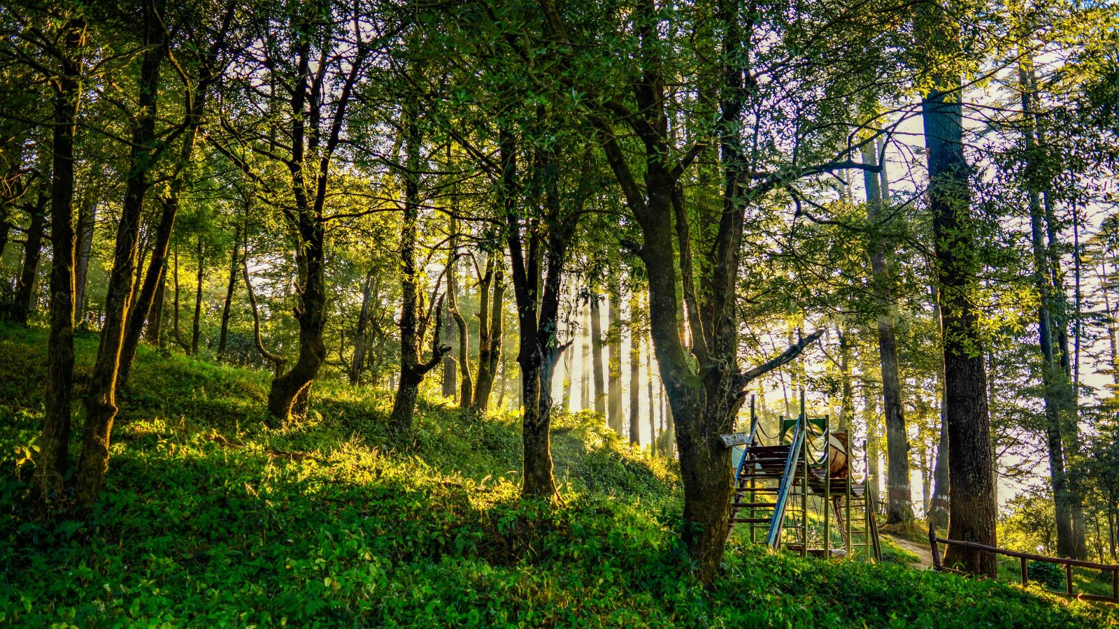 Nikon D5200 sample photo. Nature, tree, landscape photography