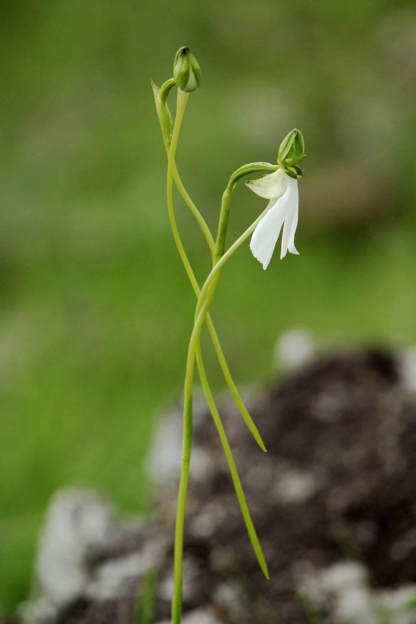 Canon EOS 1300D (EOS Rebel T6 / EOS Kiss X80) sample photo. Kerala, india, habenaria longicorniculata photography