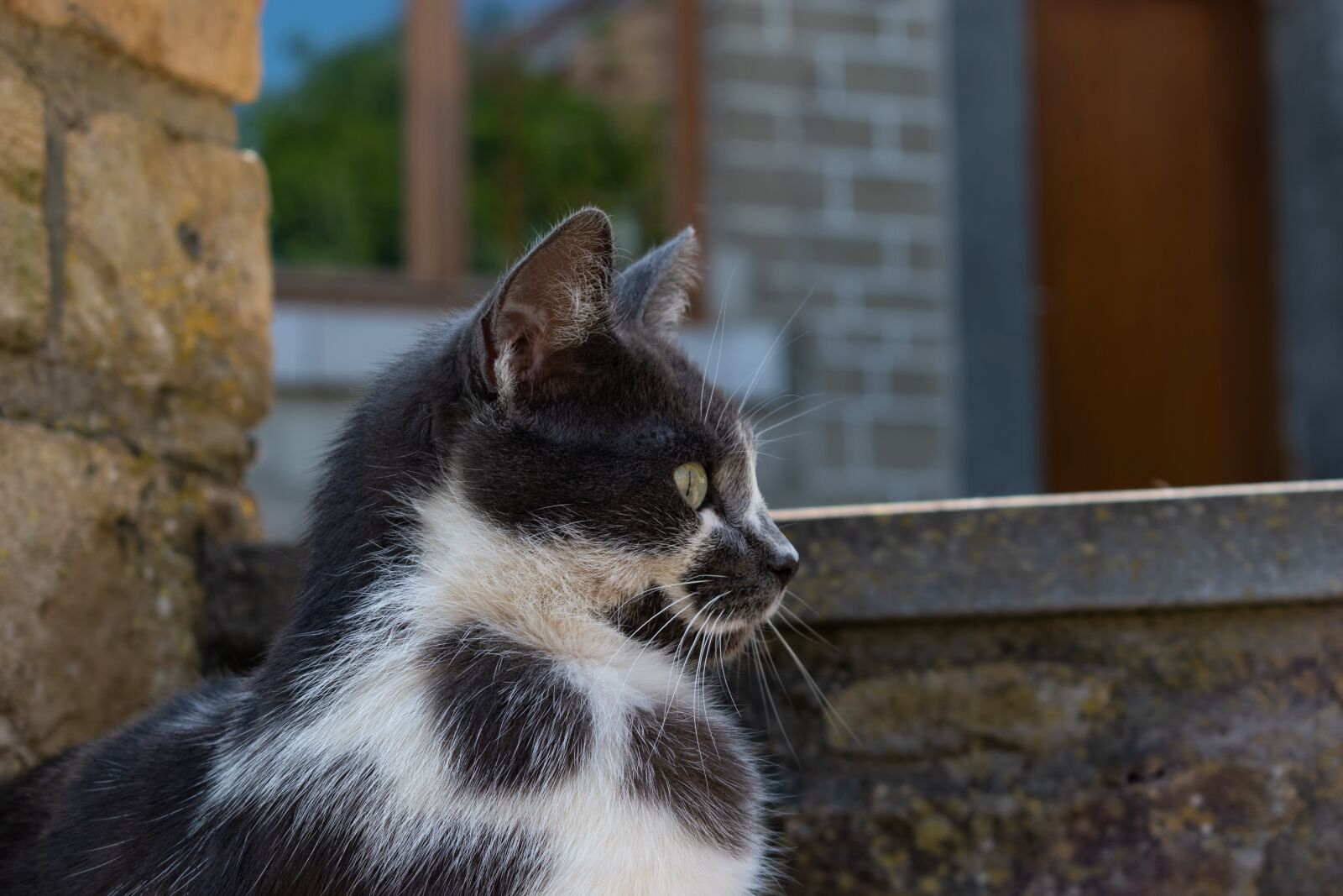 Nikon D3500 sample photo. Cat, cute, kitten photography