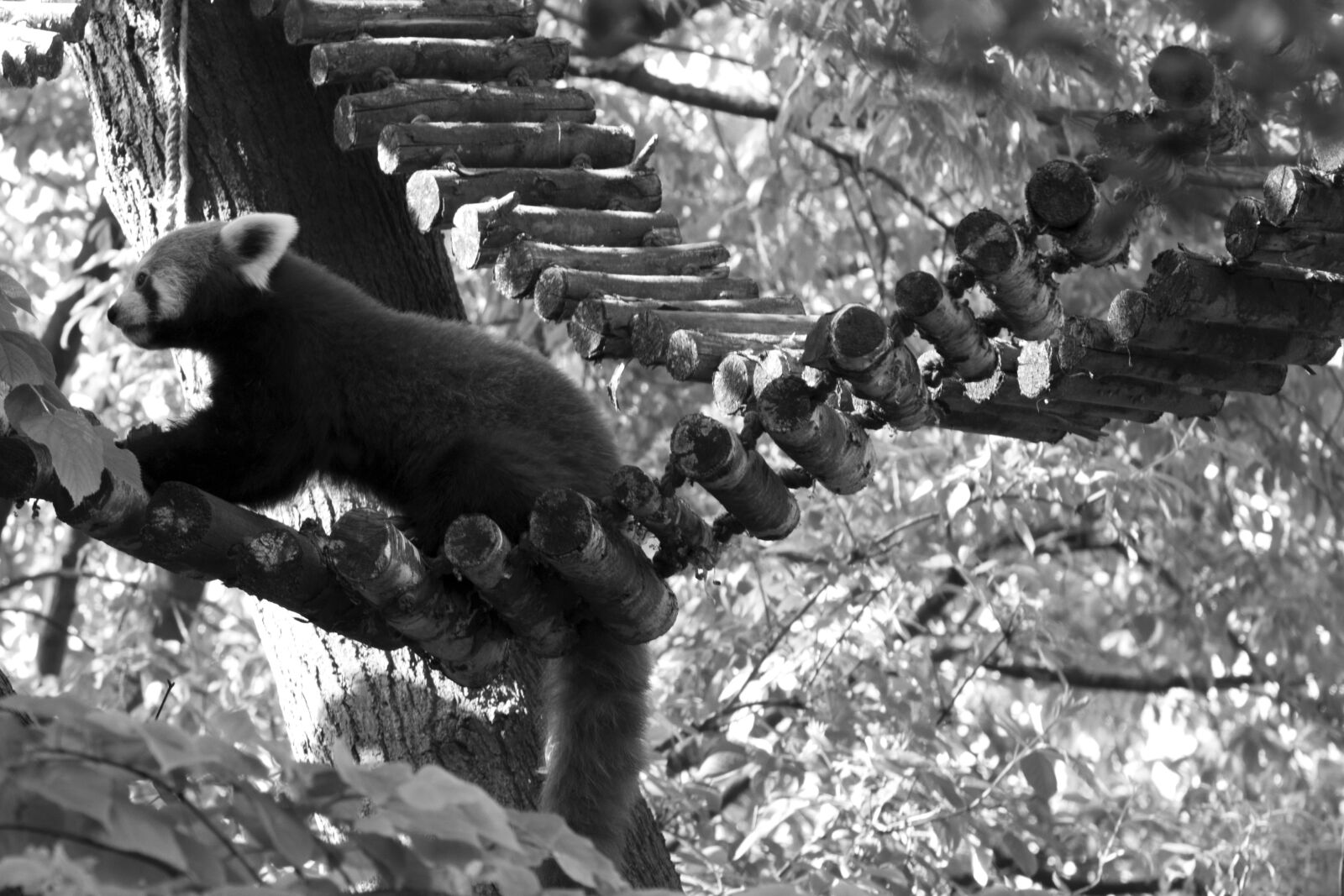 Nikon D3200 sample photo. Red panda, panda, bear photography