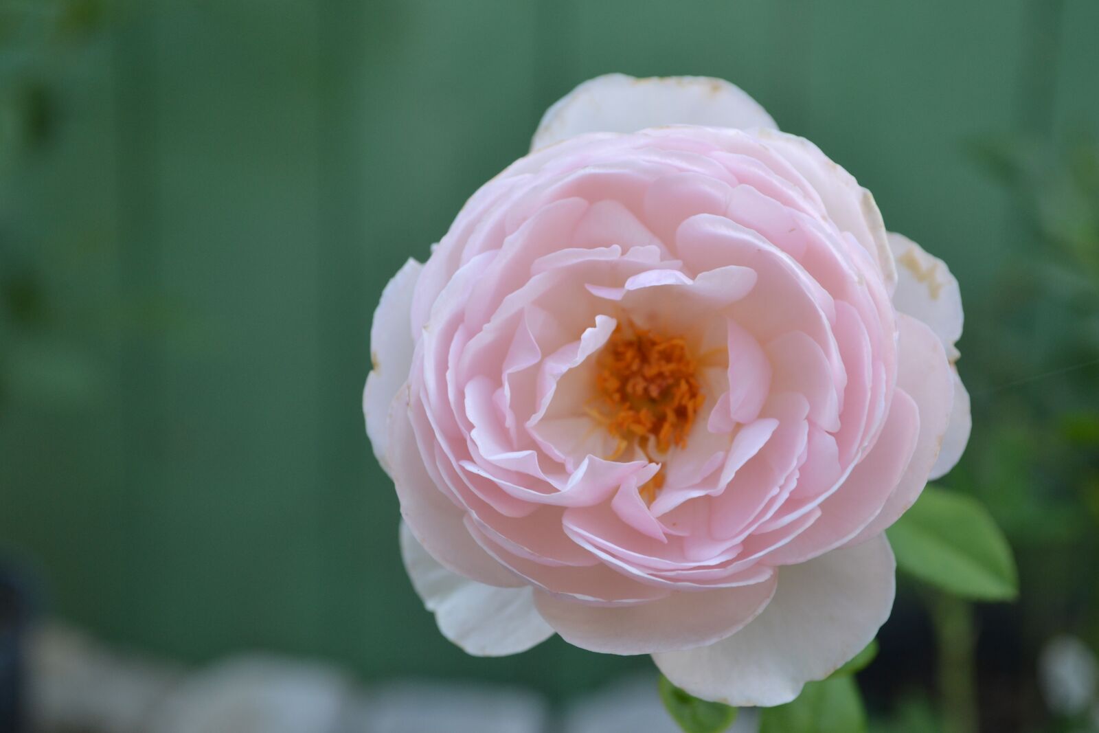 Nikon D3100 sample photo. Flower, flora, rose photography