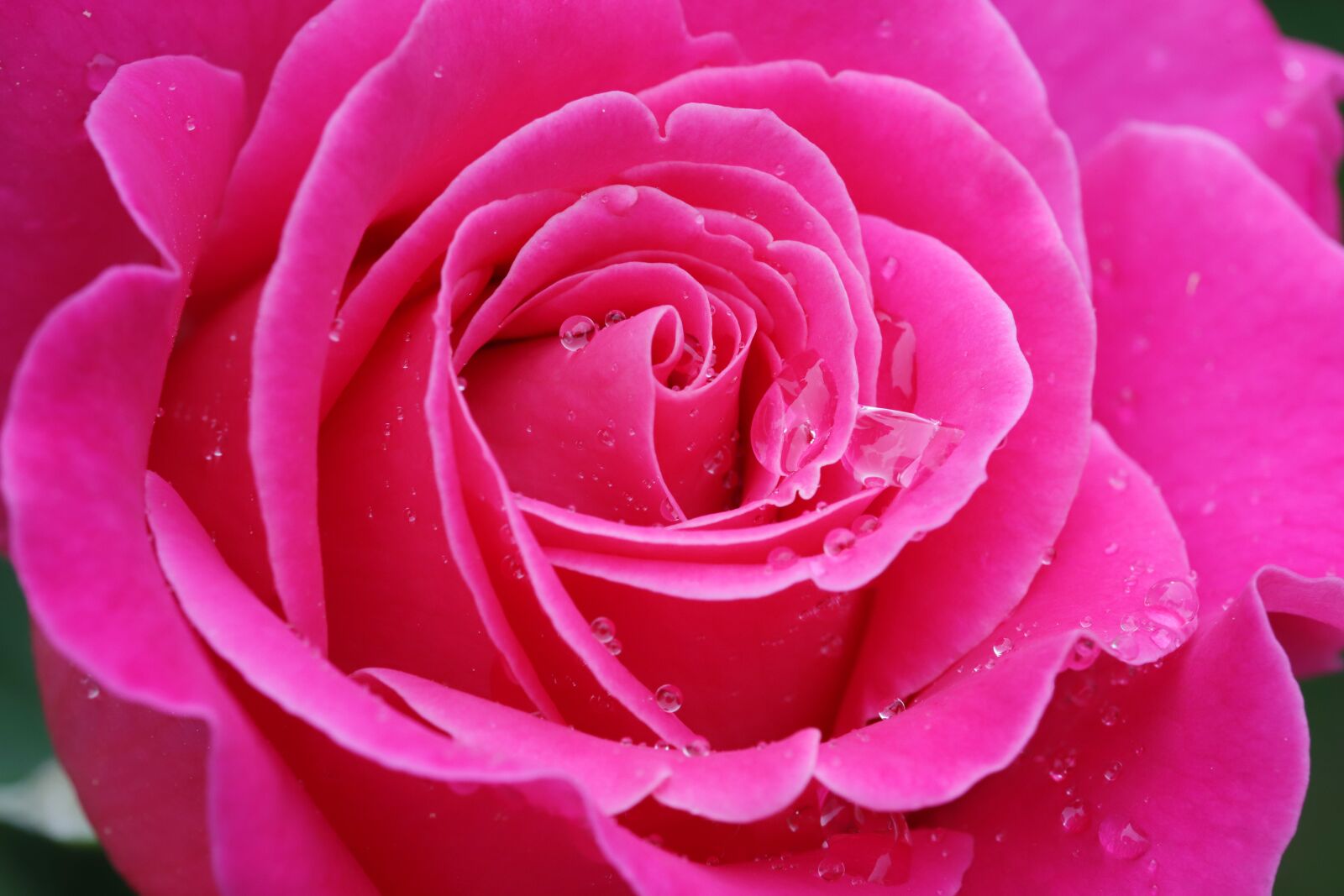 Canon EOS 6D Mark II sample photo. Rose, petal, flowers photography