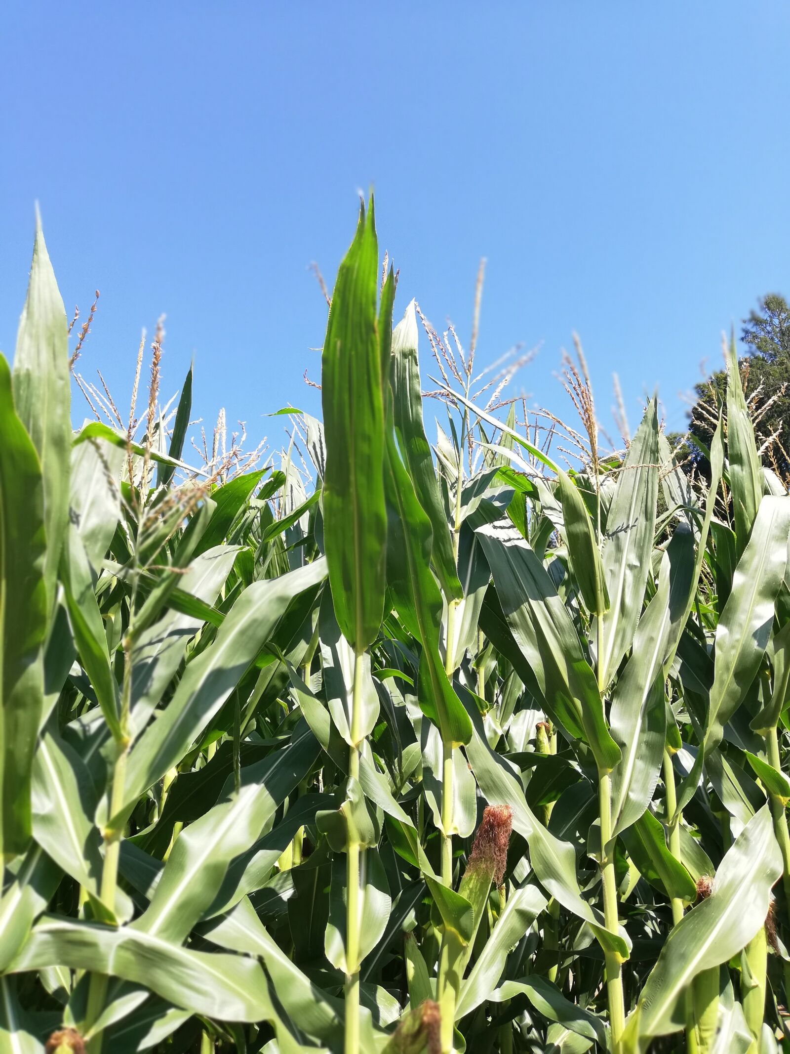 HUAWEI P20 lite sample photo. Corn, cornfield, sky photography