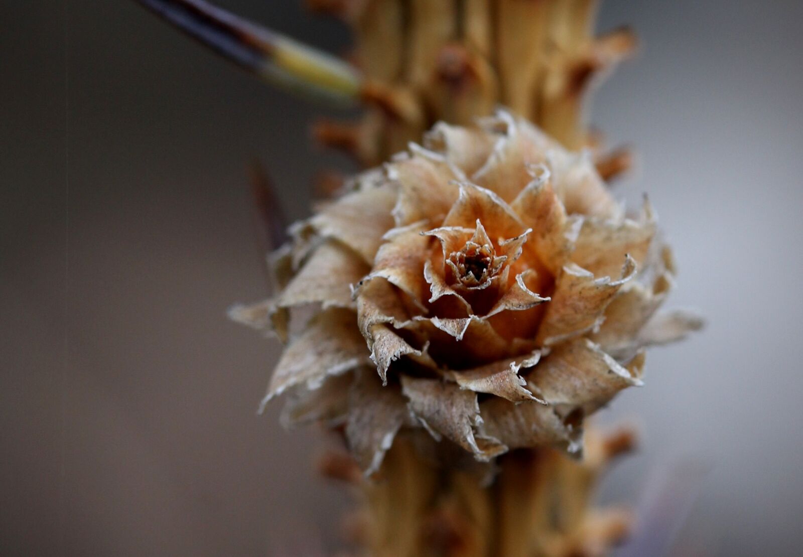 Canon EF-S 60mm F2.8 Macro USM sample photo. Brad, flower, inflorescence photography