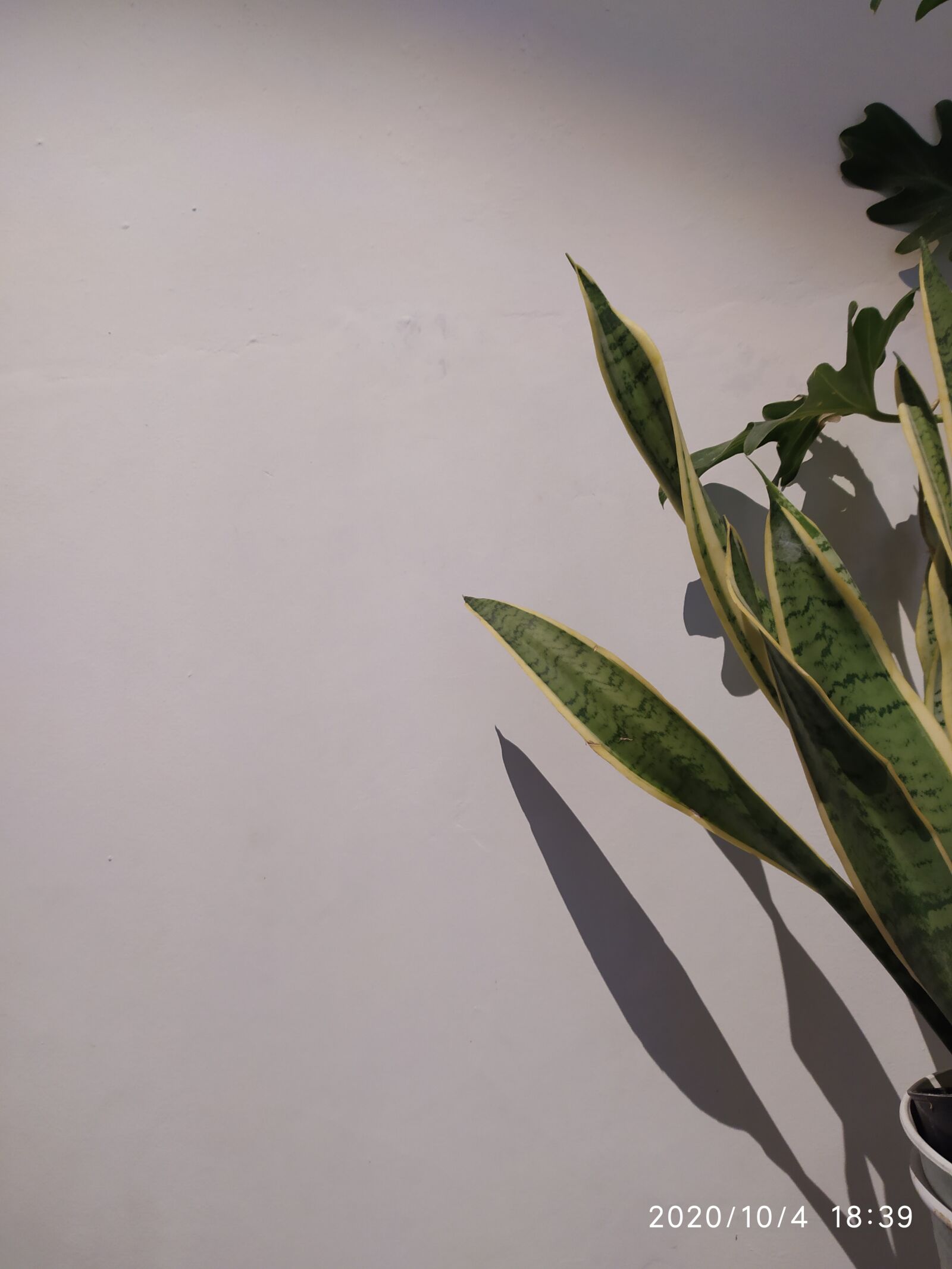 Xiaomi Redmi Note 8 sample photo. Leaf, background, wallpaper photography