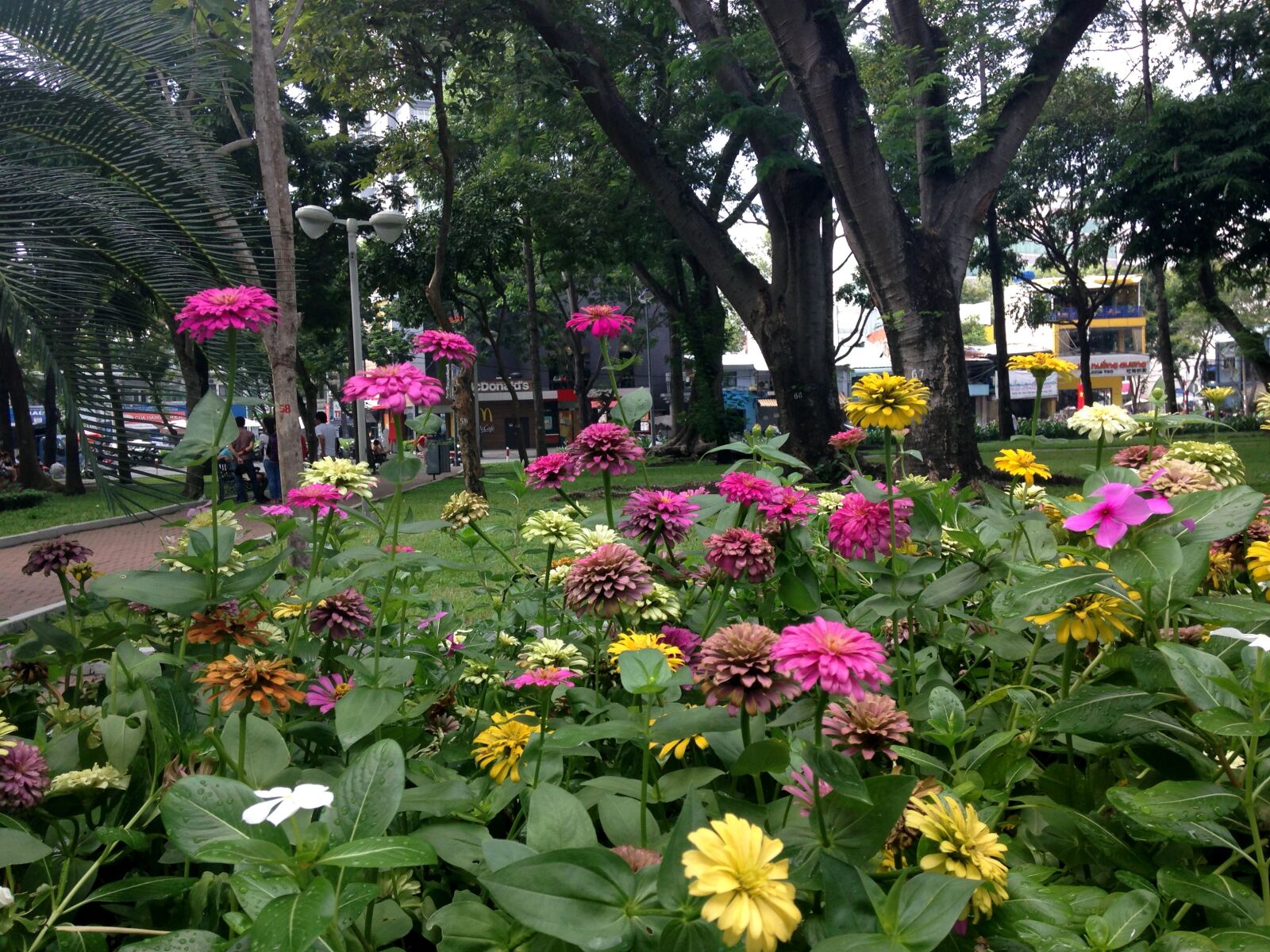 Apple iPhone 5c sample photo. Colourful, flowers, garden, plants photography