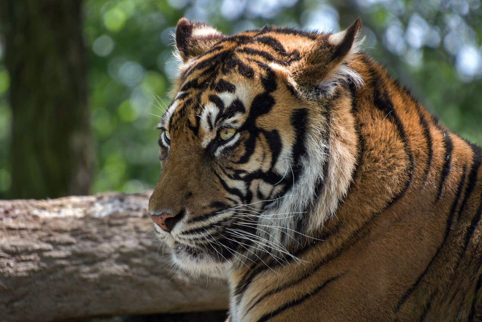 Nikon D500 sample photo. Tiger, head, feline photography