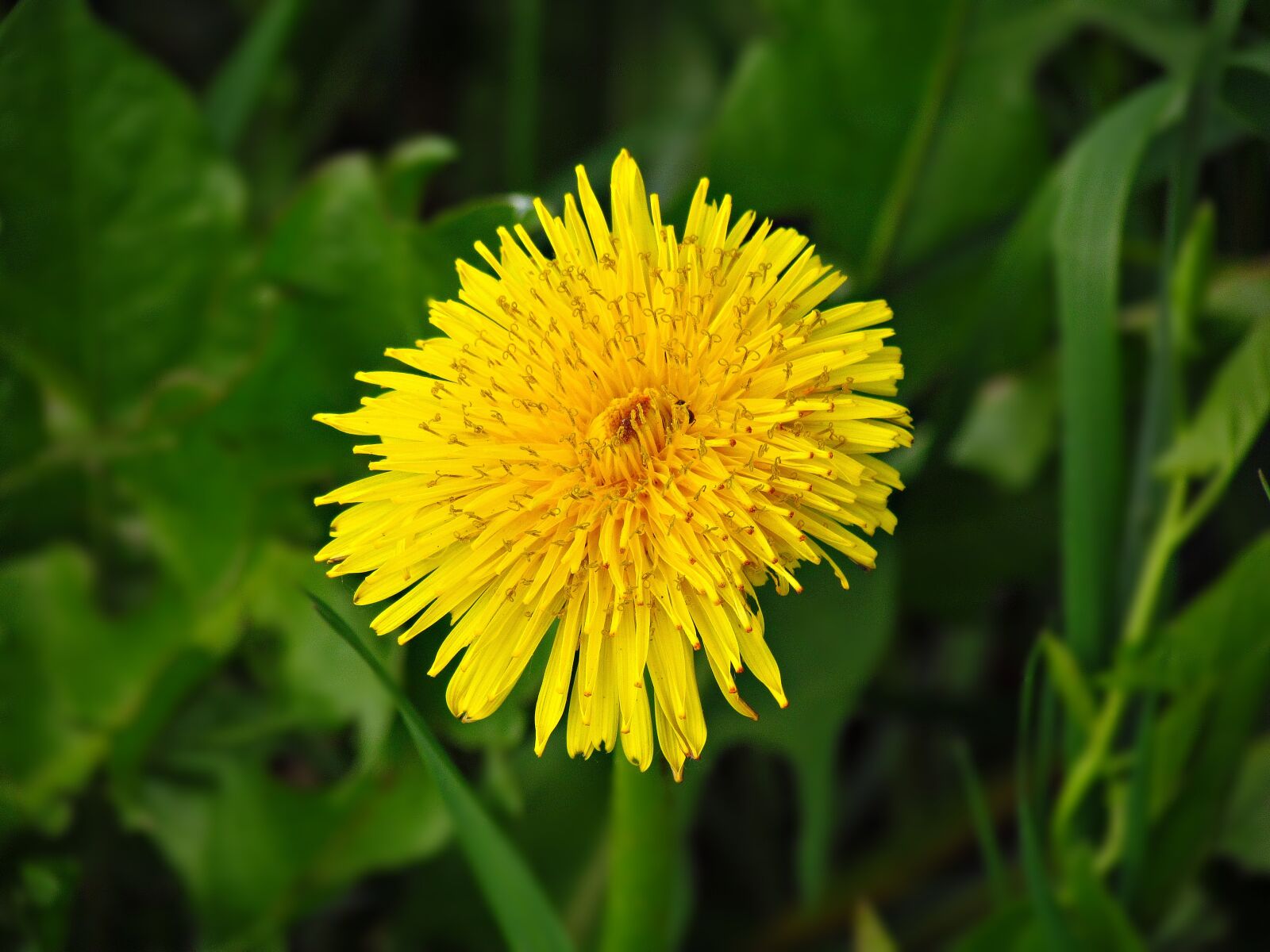 Canon PowerShot SX30 IS sample photo. Sonchus oleraceus, flower, spring photography