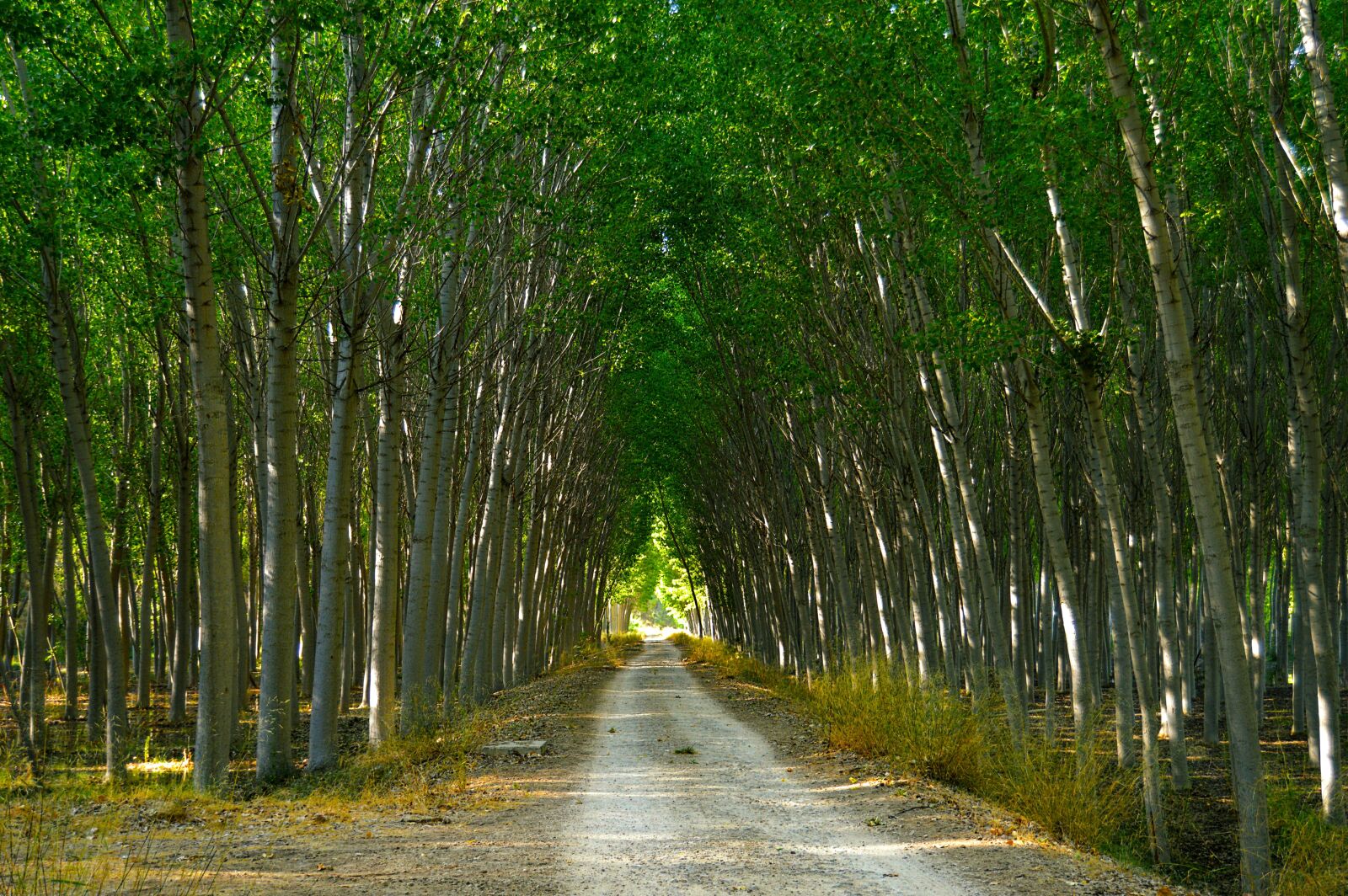 Nikon D3200 sample photo. Poplars, forest, path photography