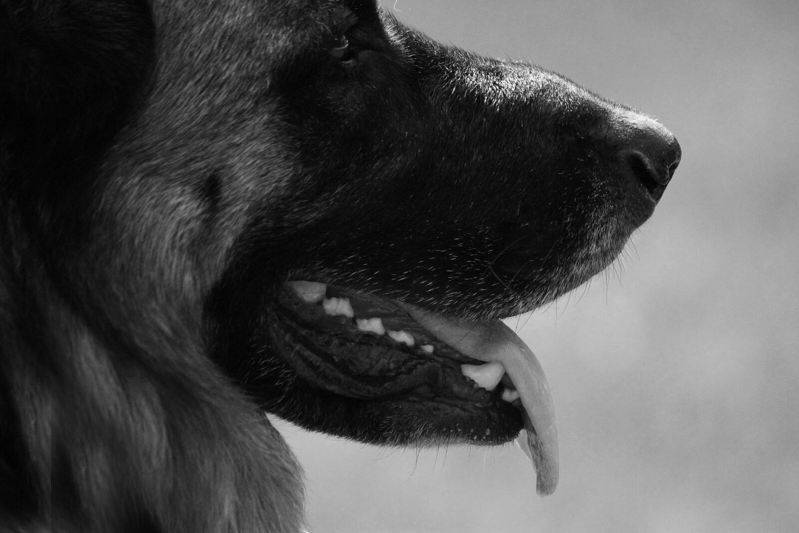 Canon EOS 700D (EOS Rebel T5i / EOS Kiss X7i) sample photo. Dog, shepherd, pet photography