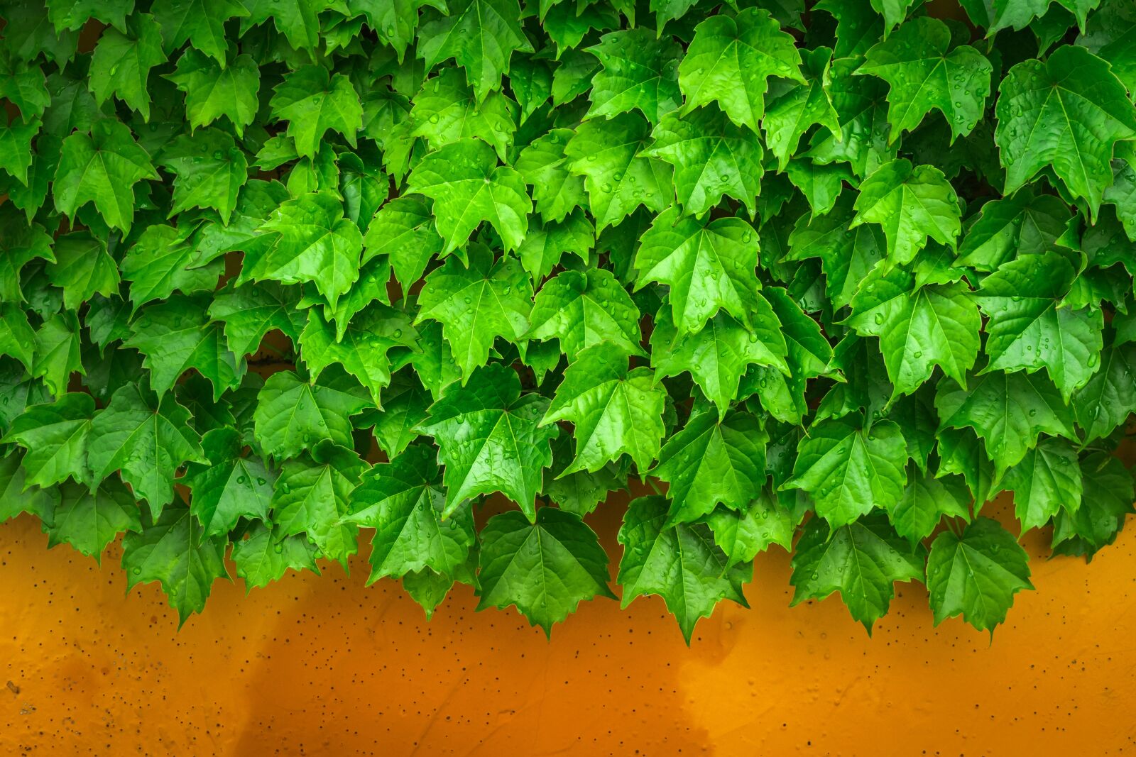 Sony a7 + Sony FE 28-70mm F3.5-5.6 OSS sample photo. Ivy, vine, the leaves photography
