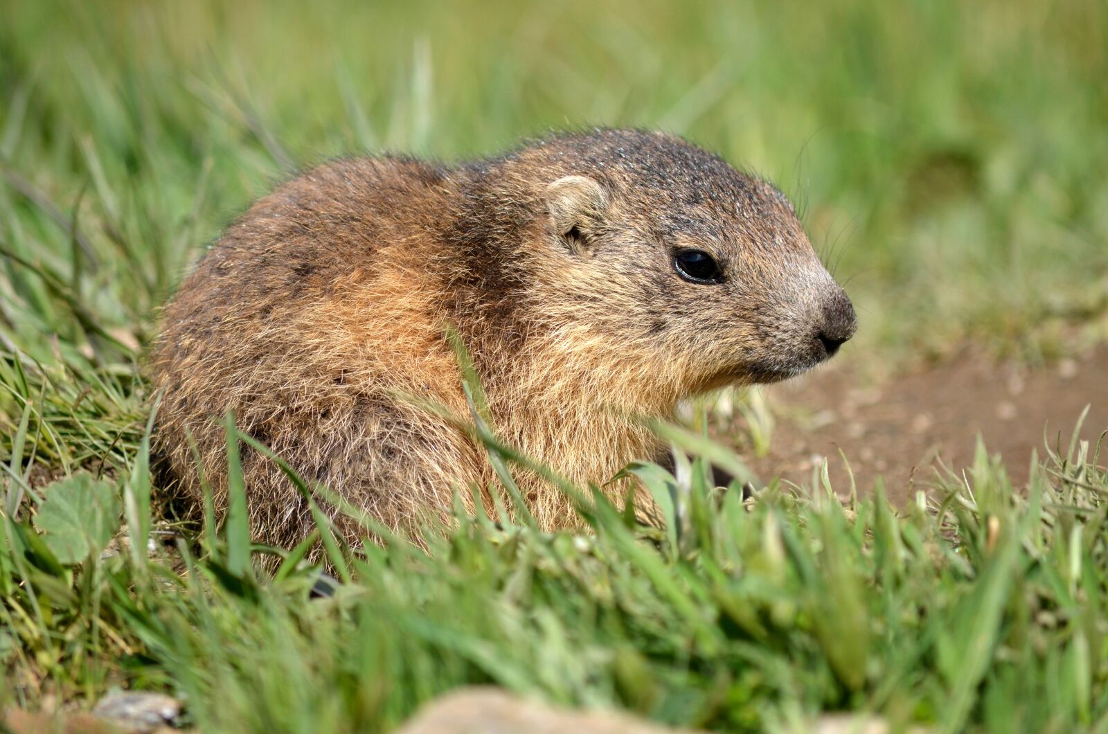 Nikon D5100 sample photo. Marmot, baby, marmotton photography