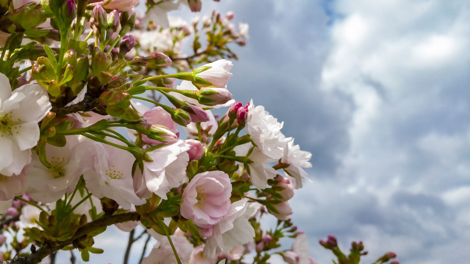LG G4 sample photo. Flowers, tree, spring photography