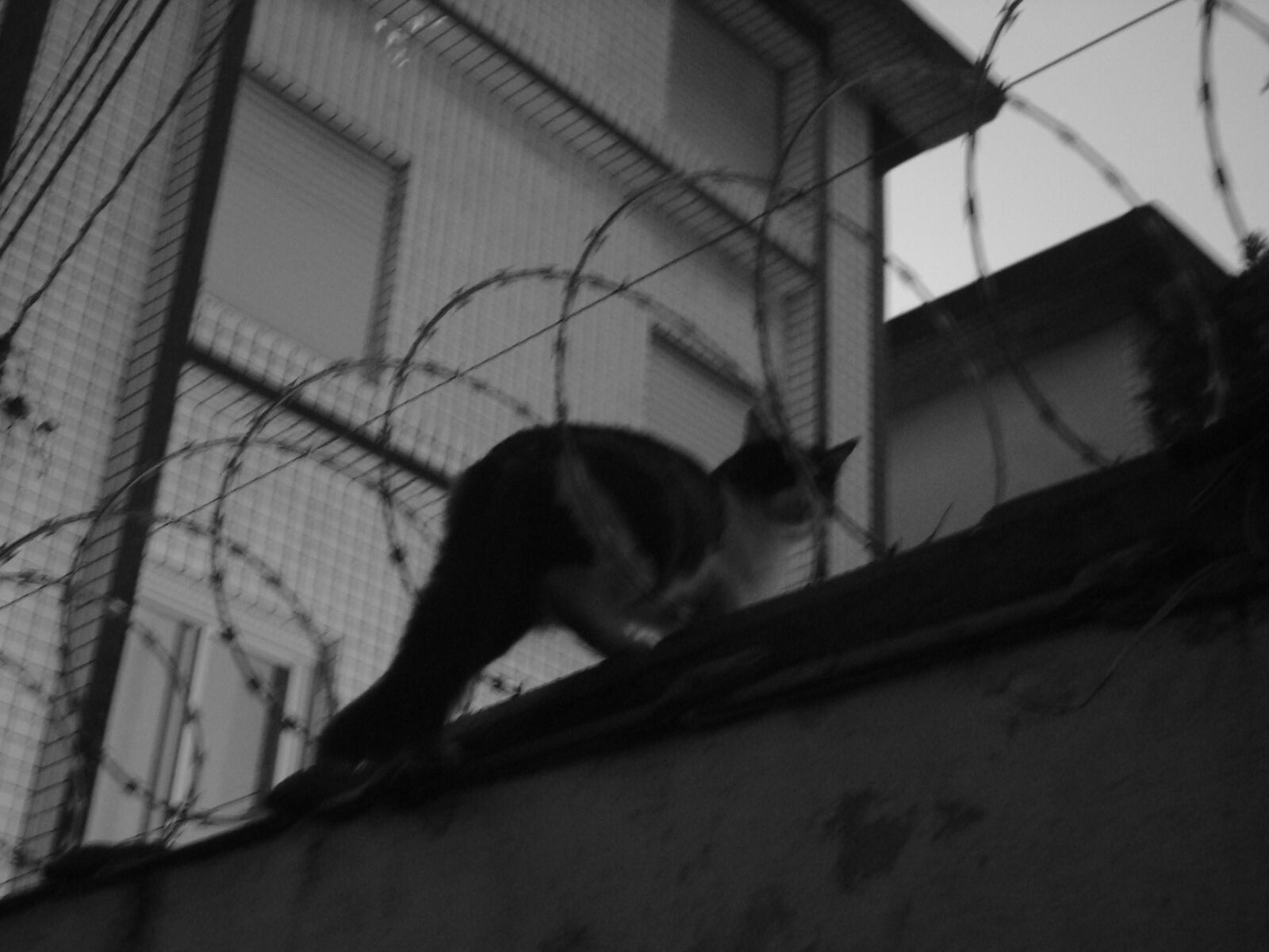 Sony Cyber-shot DSC-W110 sample photo