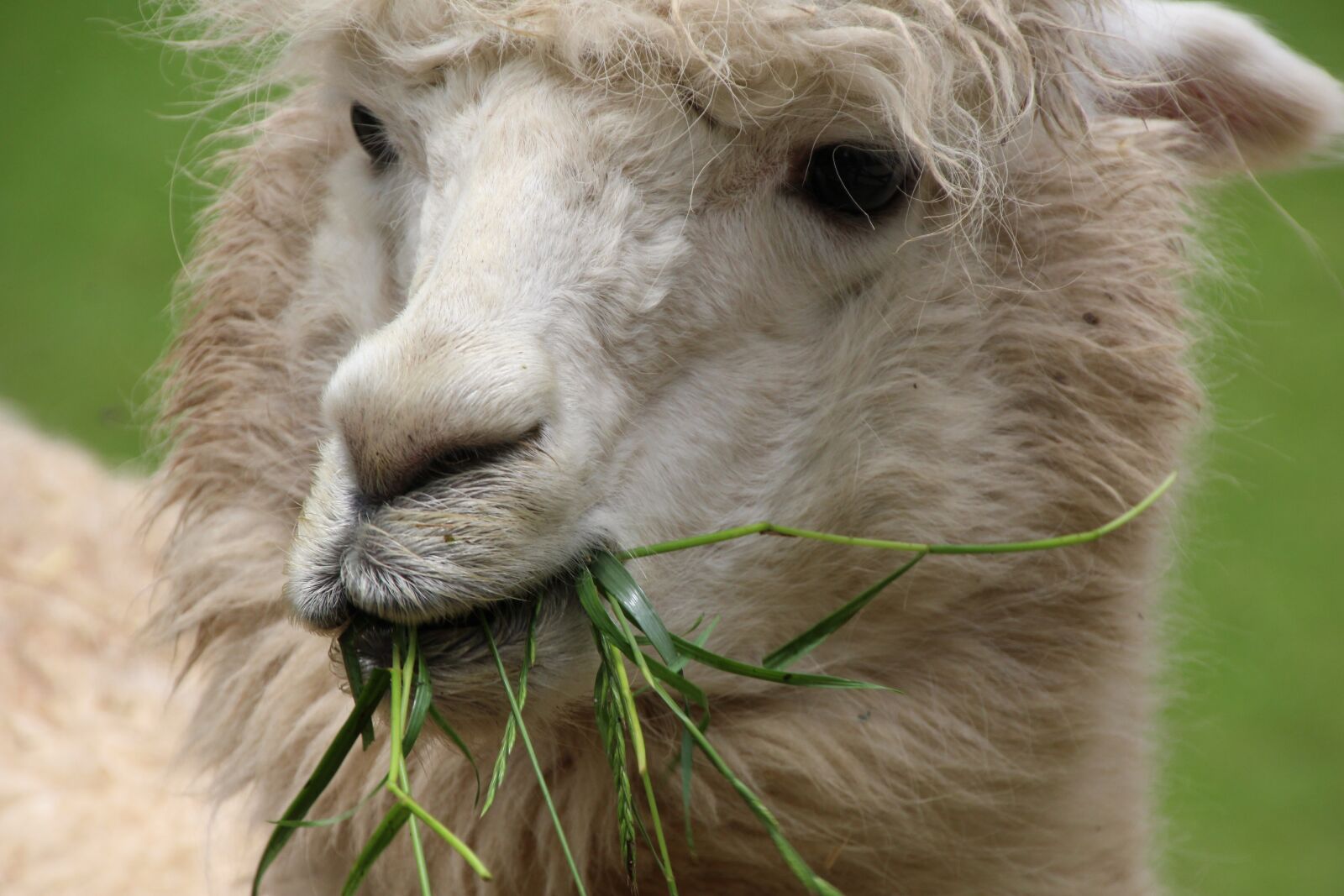 Canon EOS 1200D (EOS Rebel T5 / EOS Kiss X70 / EOS Hi) sample photo. Lama, white, creature photography