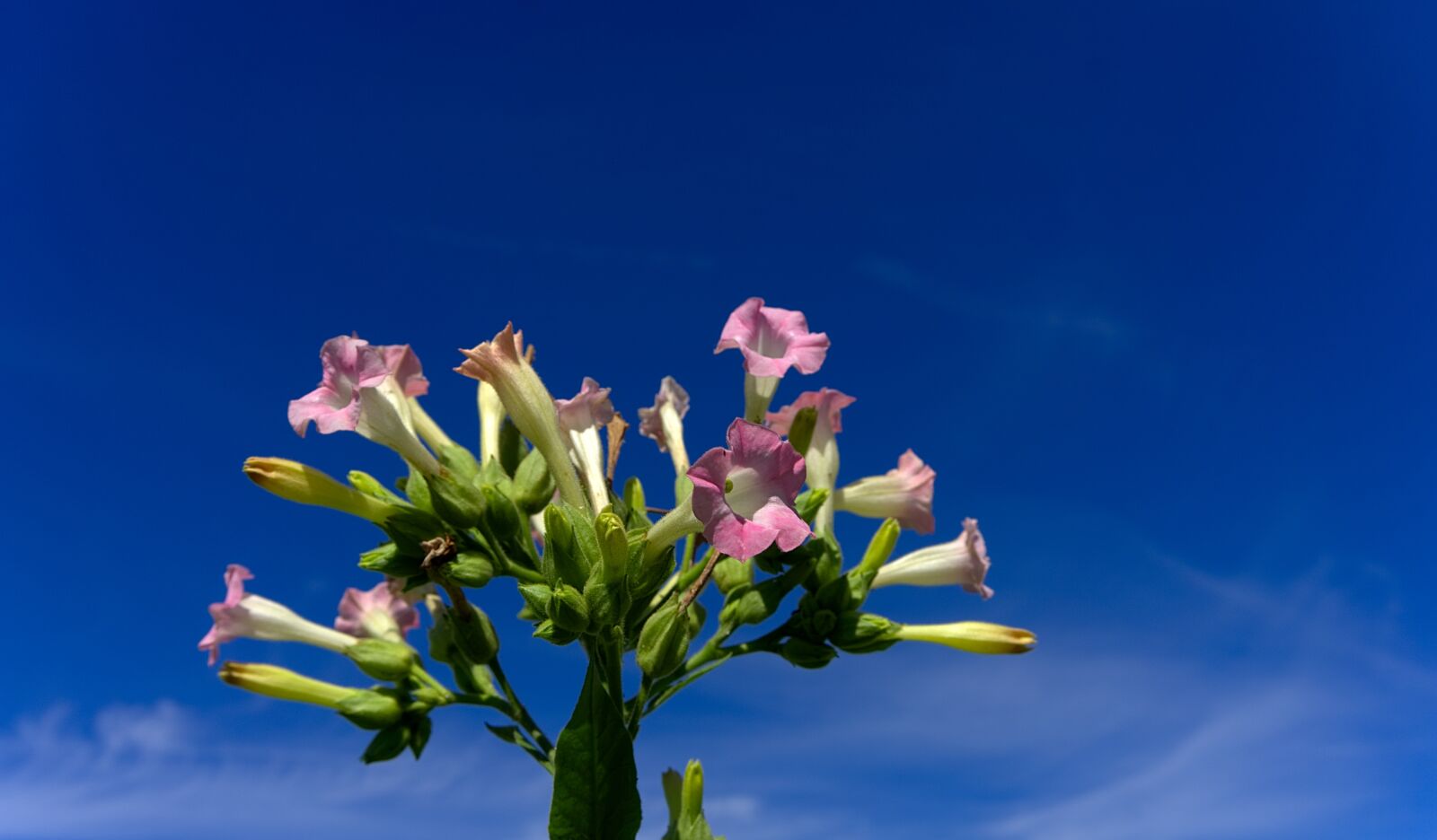 Sony a6000 sample photo. Tobacco, plant, blossom photography